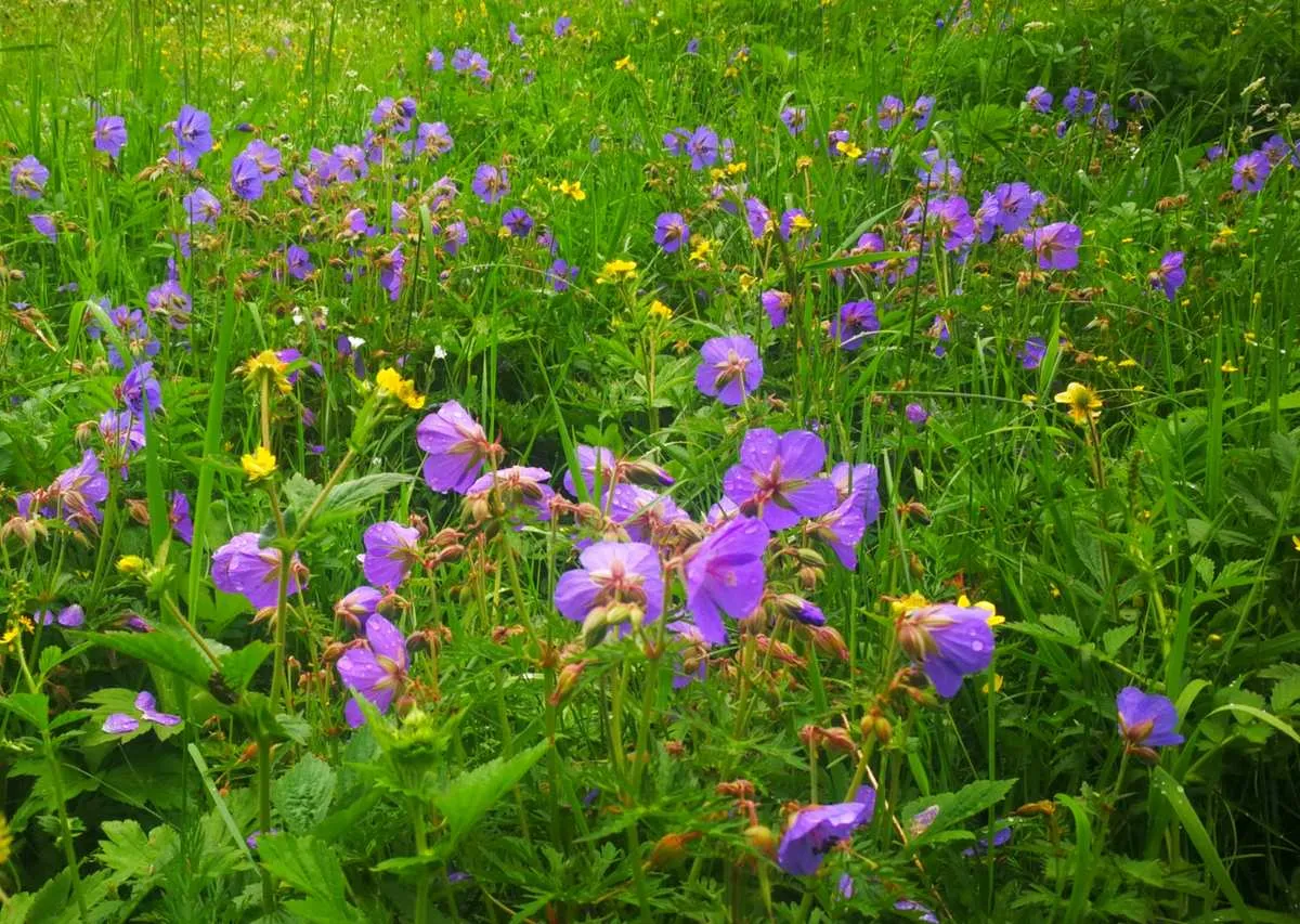 去郊游踏青,看见山上开出了不少的野花,五彩缤纷的很