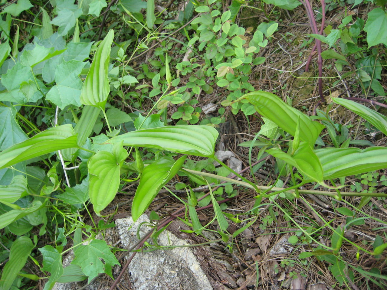 【英文名】radix stemonae