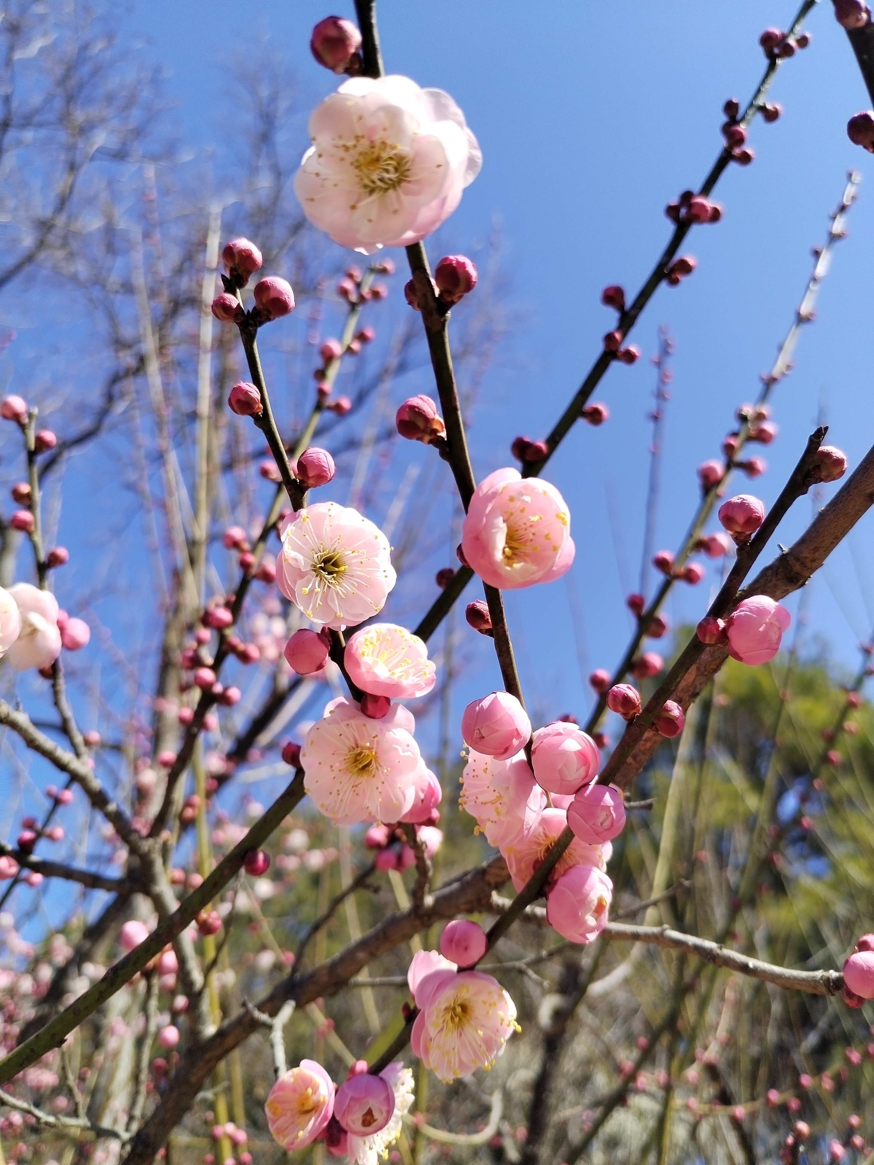 宫粉梅花图片大全图片