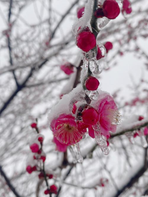 望攀岩附壁,霜娥凌宇,穿唐过汉,青女翩跹
