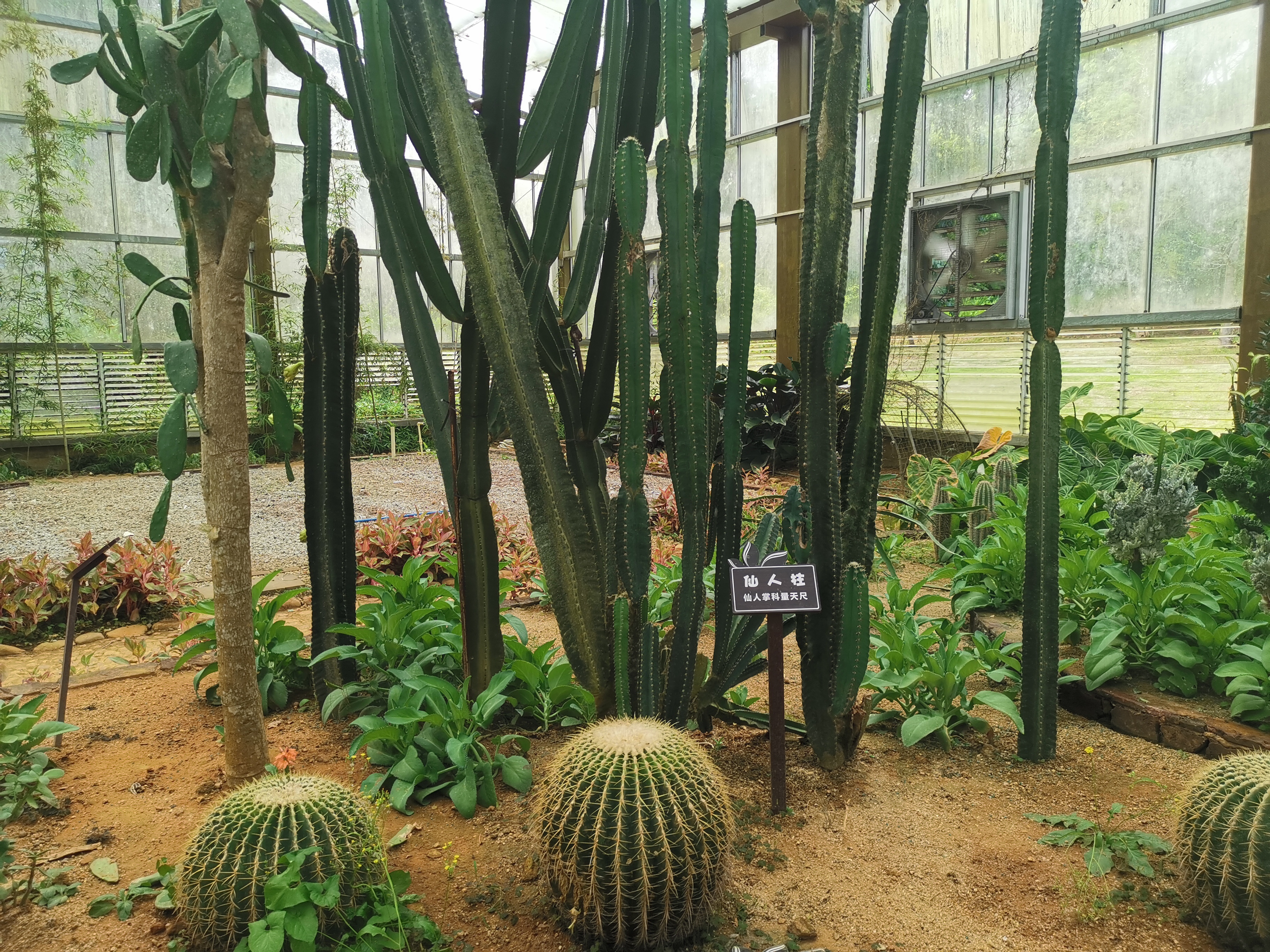 大阳山植物园仙人掌图片