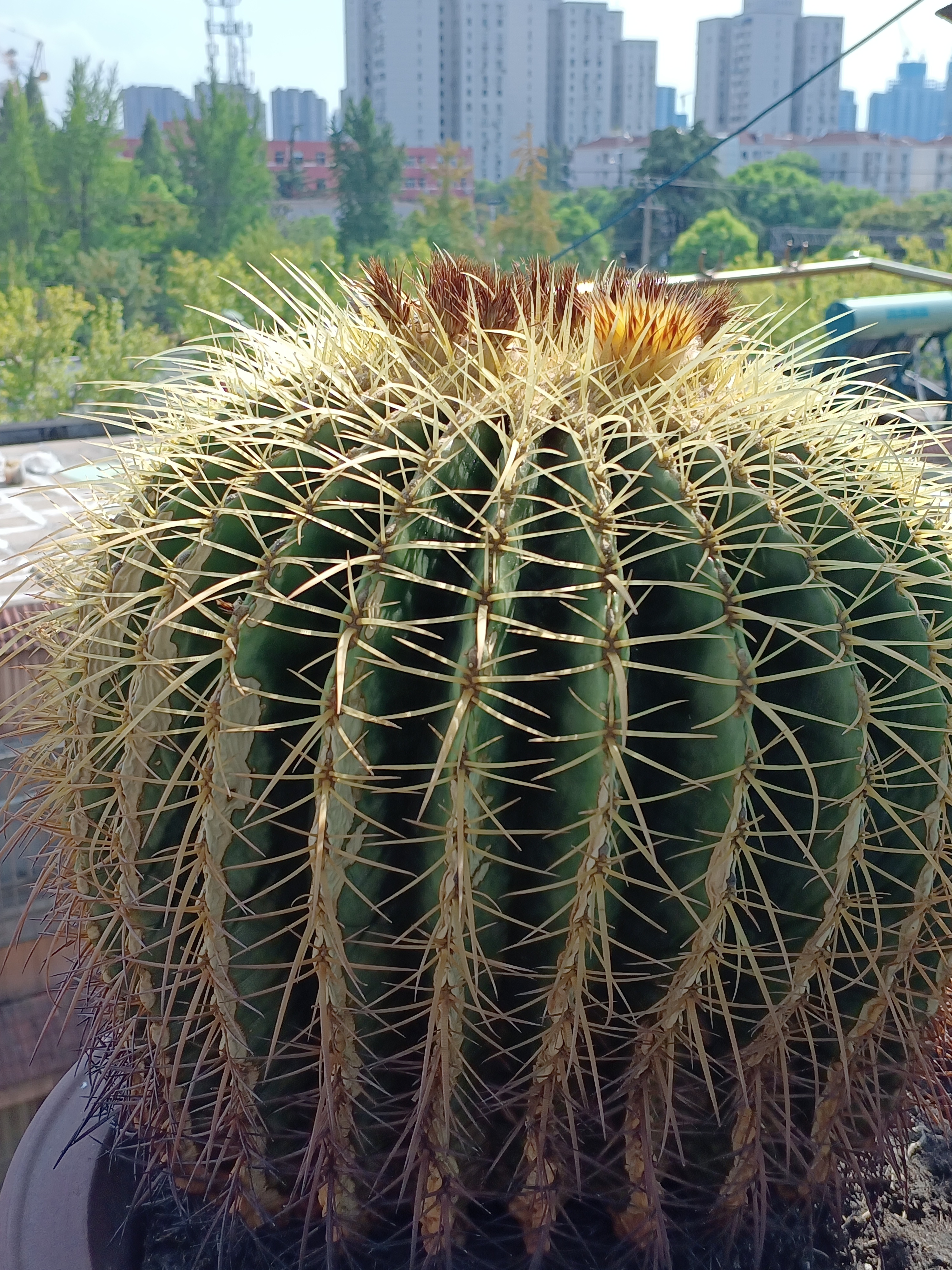 养了近二十年的金虎仙人球开花.