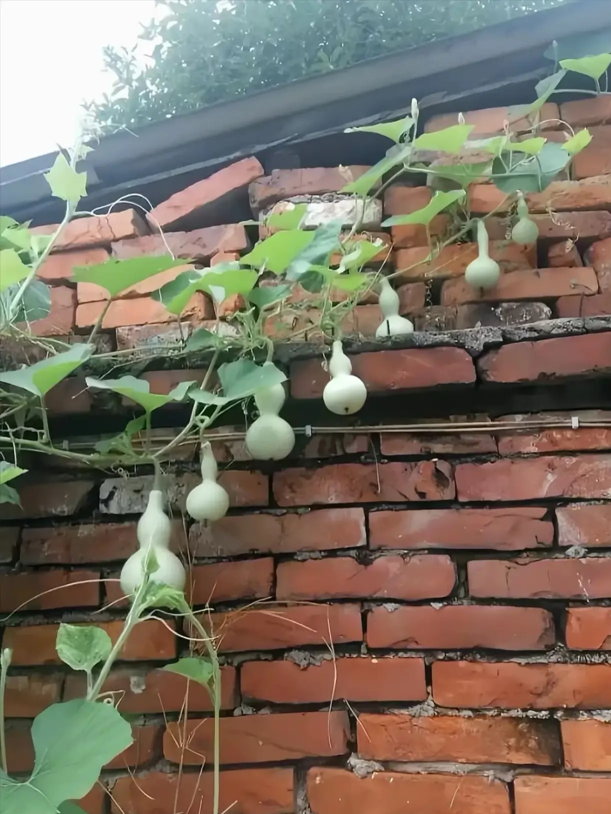 看着这七个小葫芦,我就会忍不住联想到那七个本领各异,可爱又勇敢的