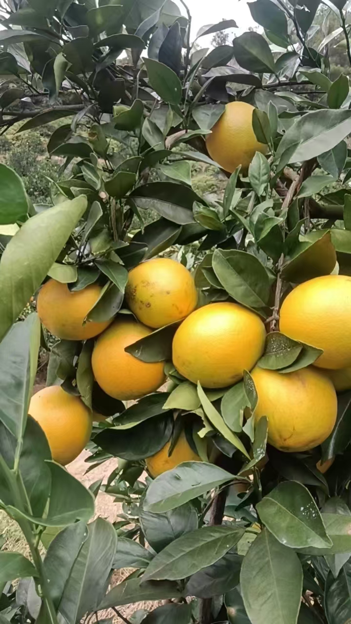 江西赣南脐橙,下月 3 号开园采摘