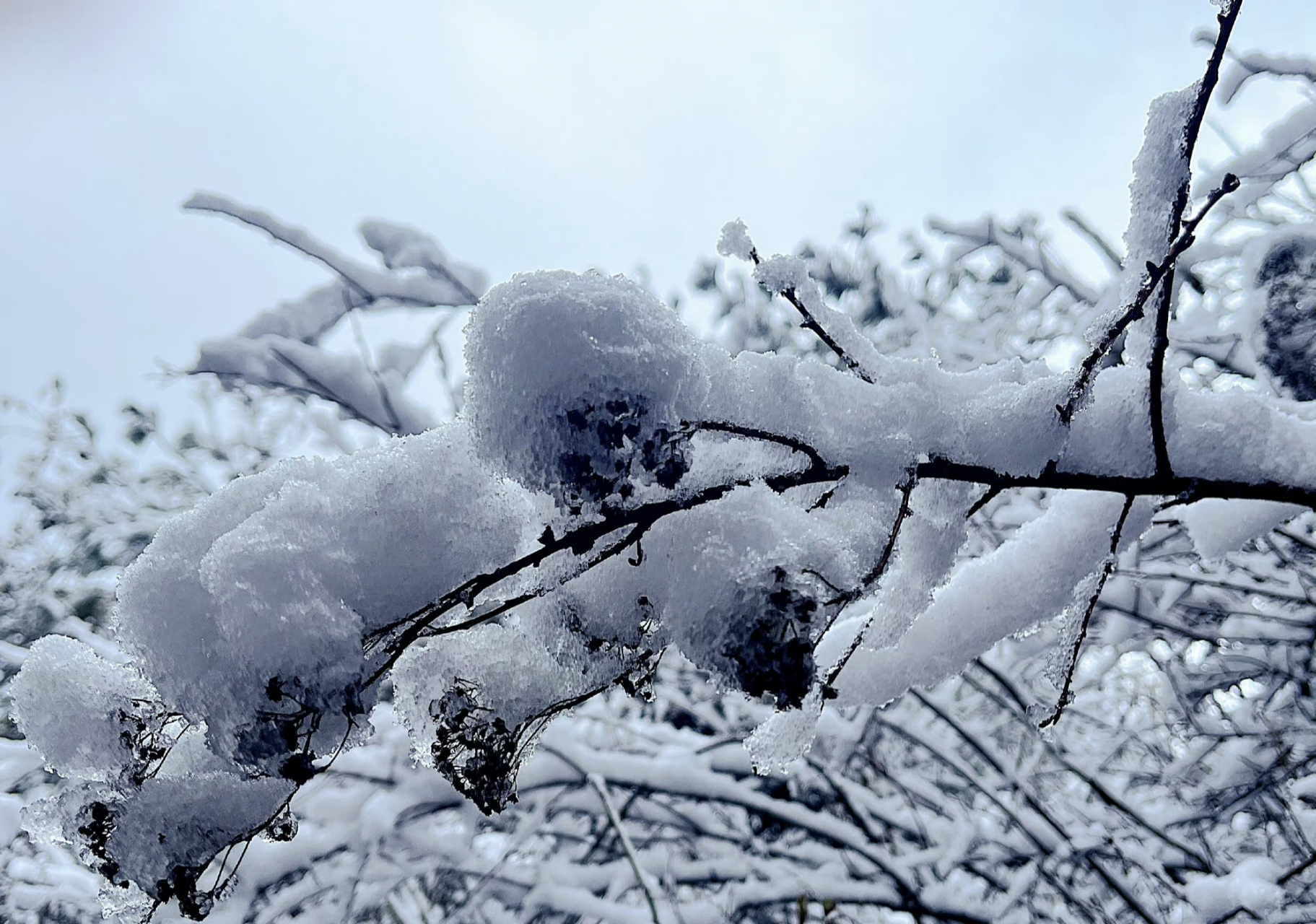 紫柏山雪景图片