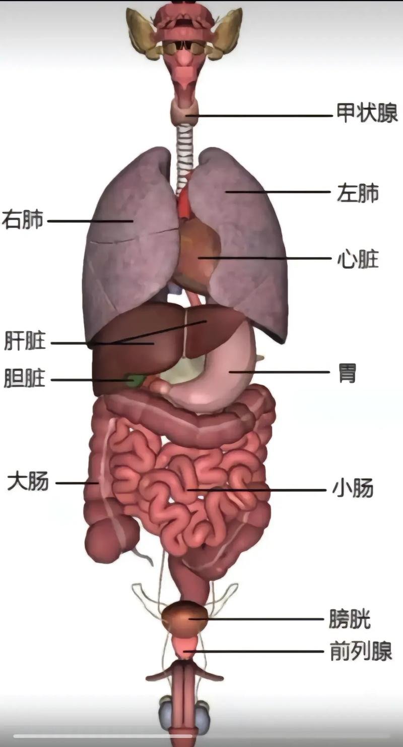 胃肠穿孔膈下游离气体多,本来肝肺交界是浊音,穿孔后