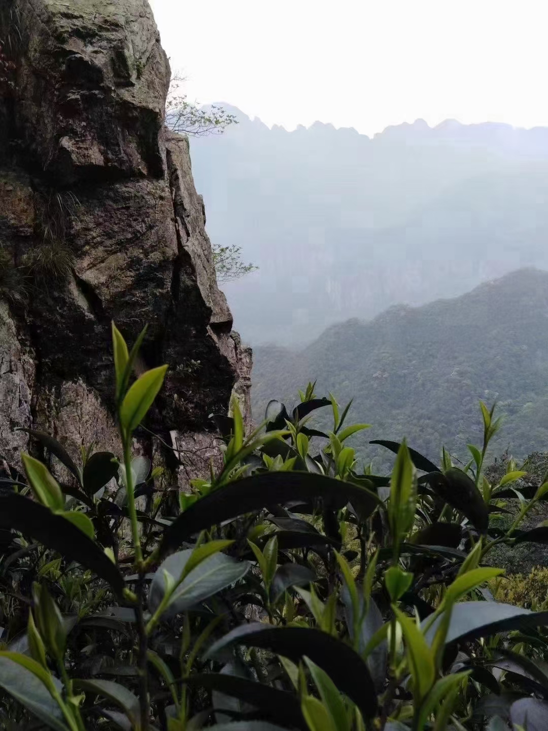 随手拍春天# 古树石花茶,是一款顶级绿茶,当地居民又称之为[石壁茶]