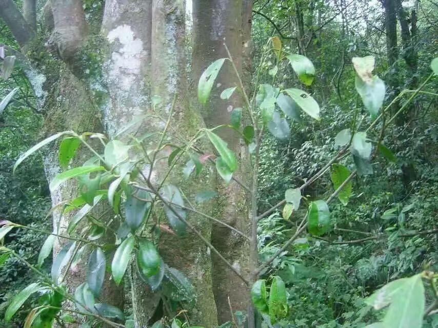 随手拍春天# 古树石花茶,是一款顶级绿茶,当地居民又称之为[石壁茶]