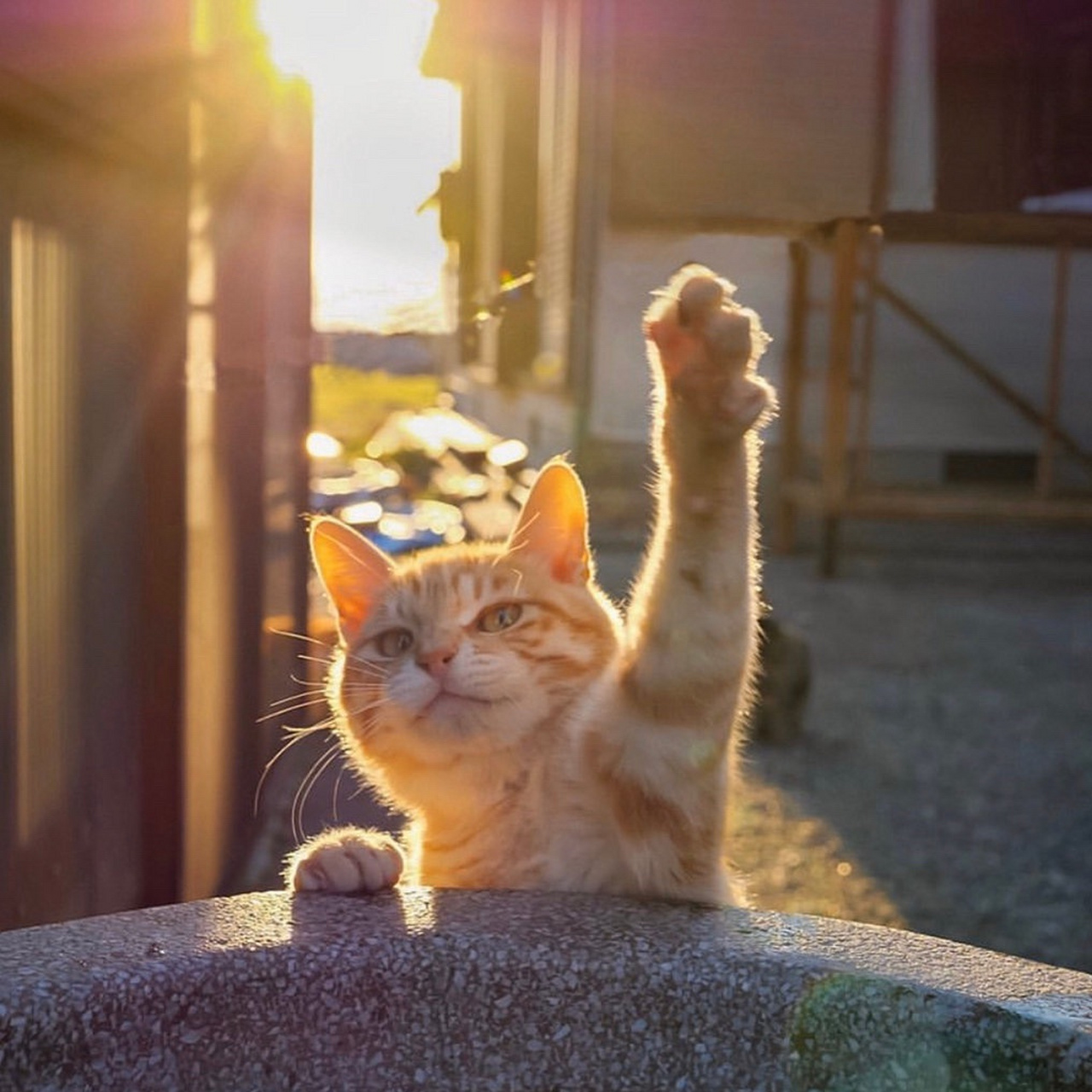 遇见美好# 【天蝎座今日运势】  幸运色:绿色 幸运数字:4 综合允破