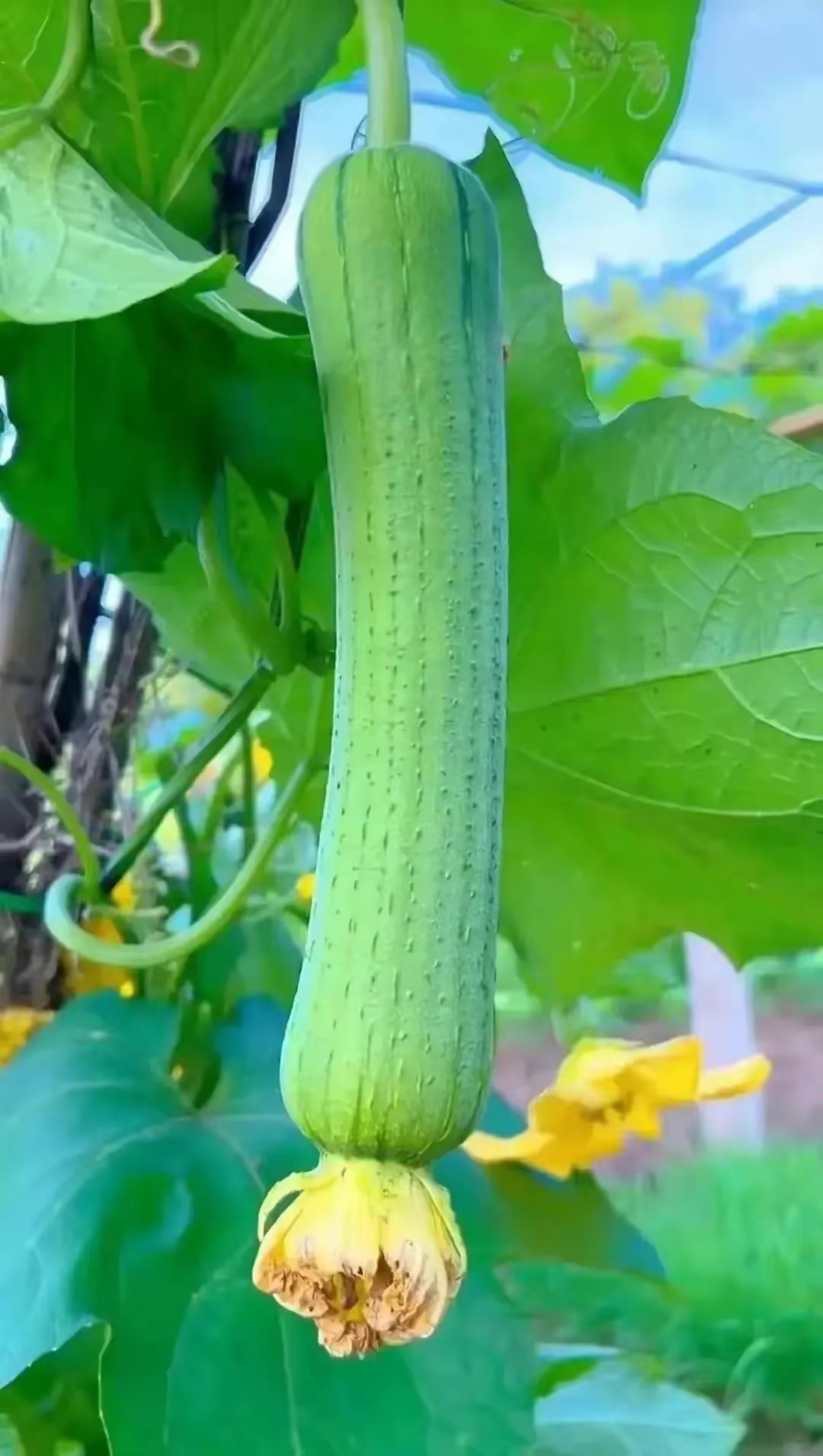 家人们,看看我家菜园子里的丝瓜,黄瓜,海椒,还有火龙果,都快成熟啦!