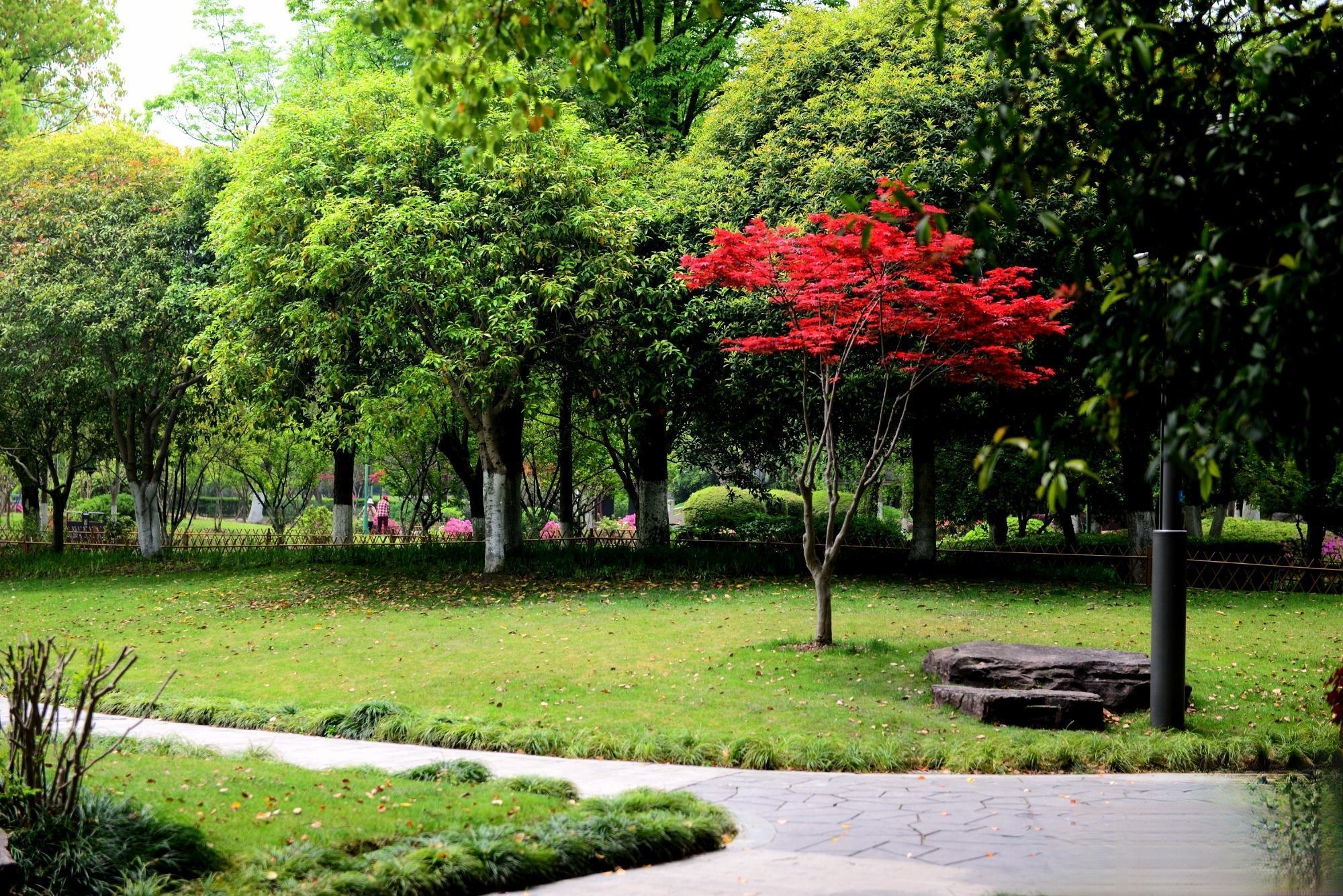 乐山沙湾花香园图片