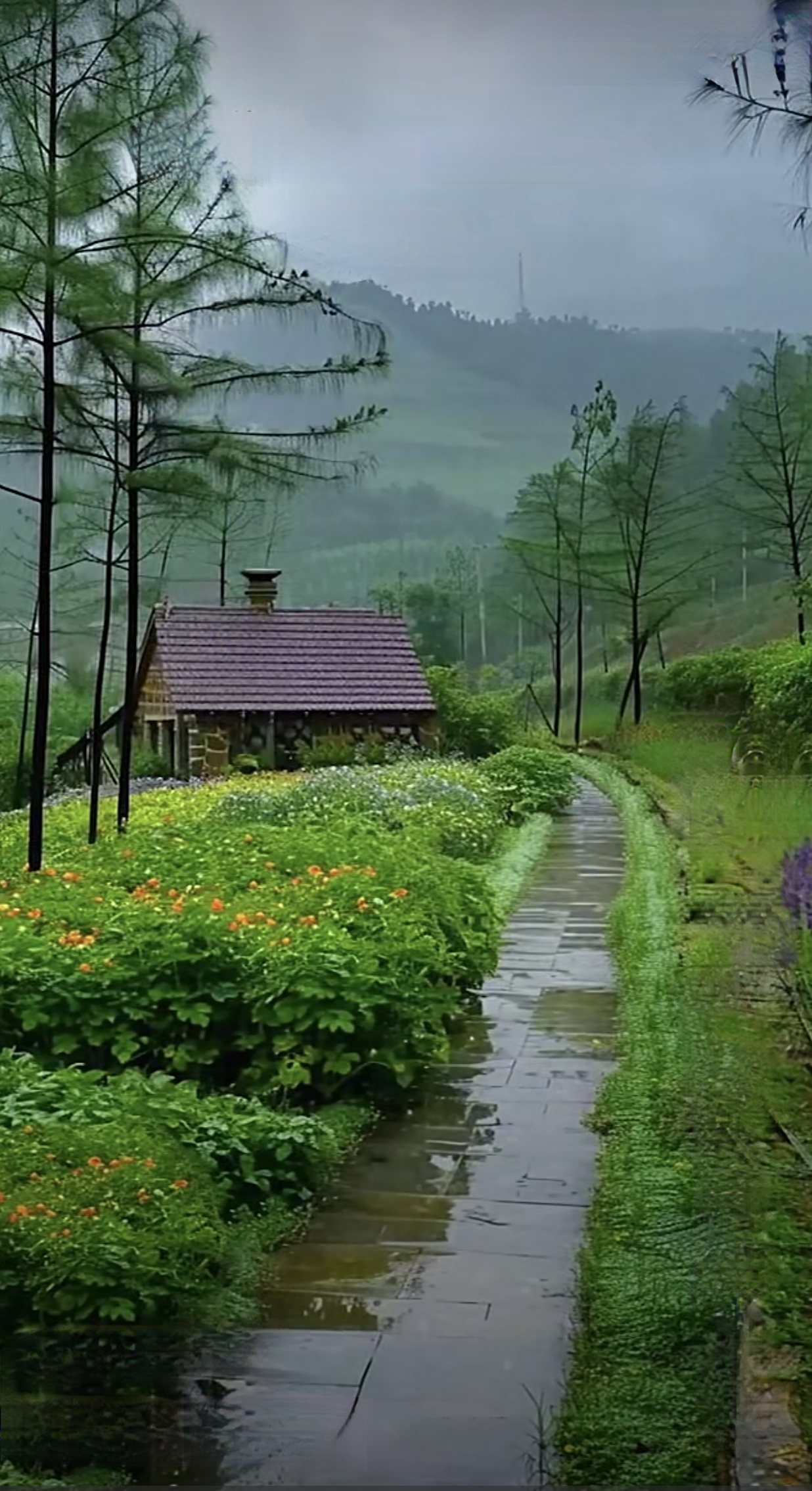 雨后山间图片