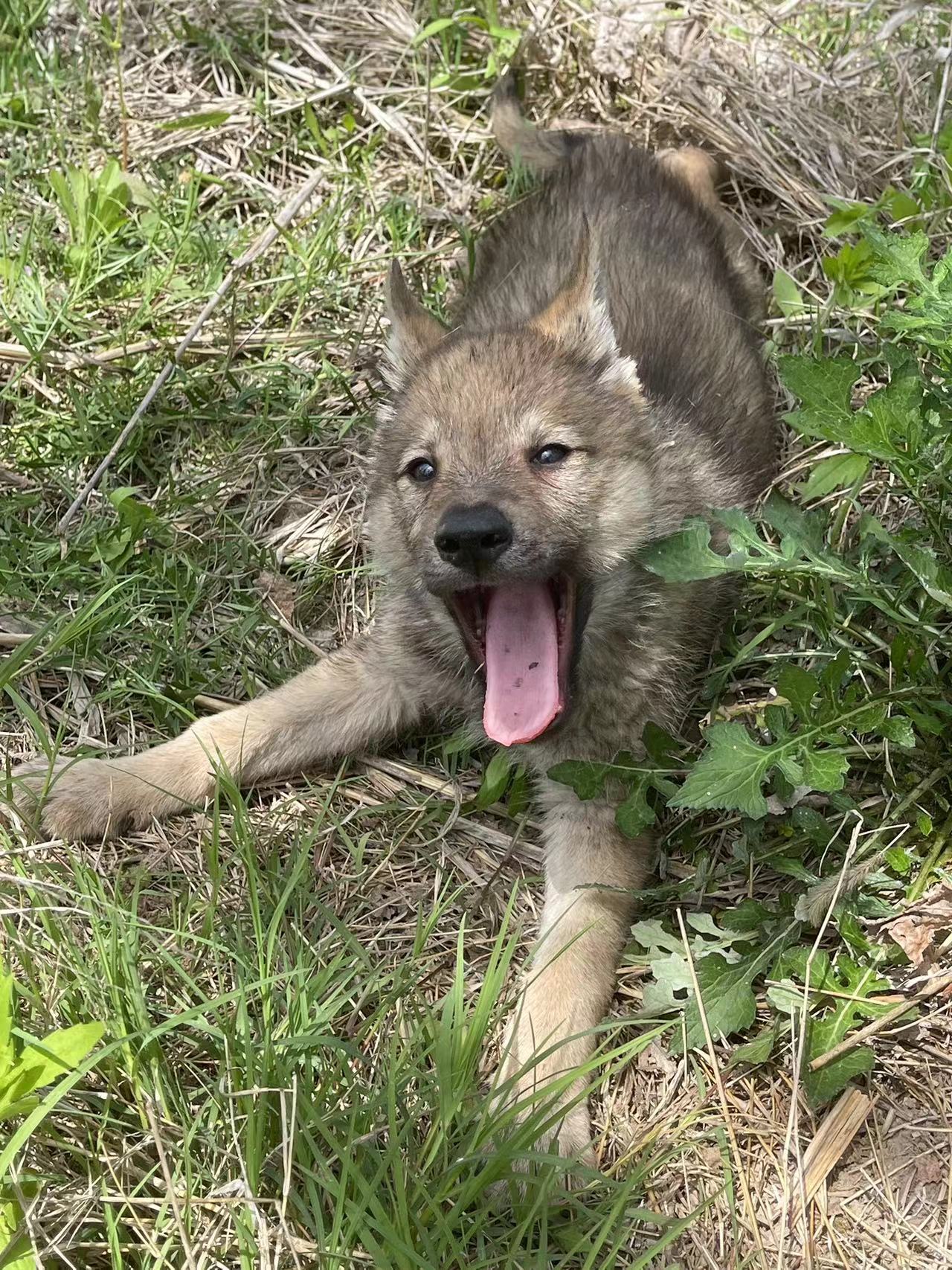 捷克狼犬# 捷克狼犬只要胆子小就是混血狼.#萌宠乐园