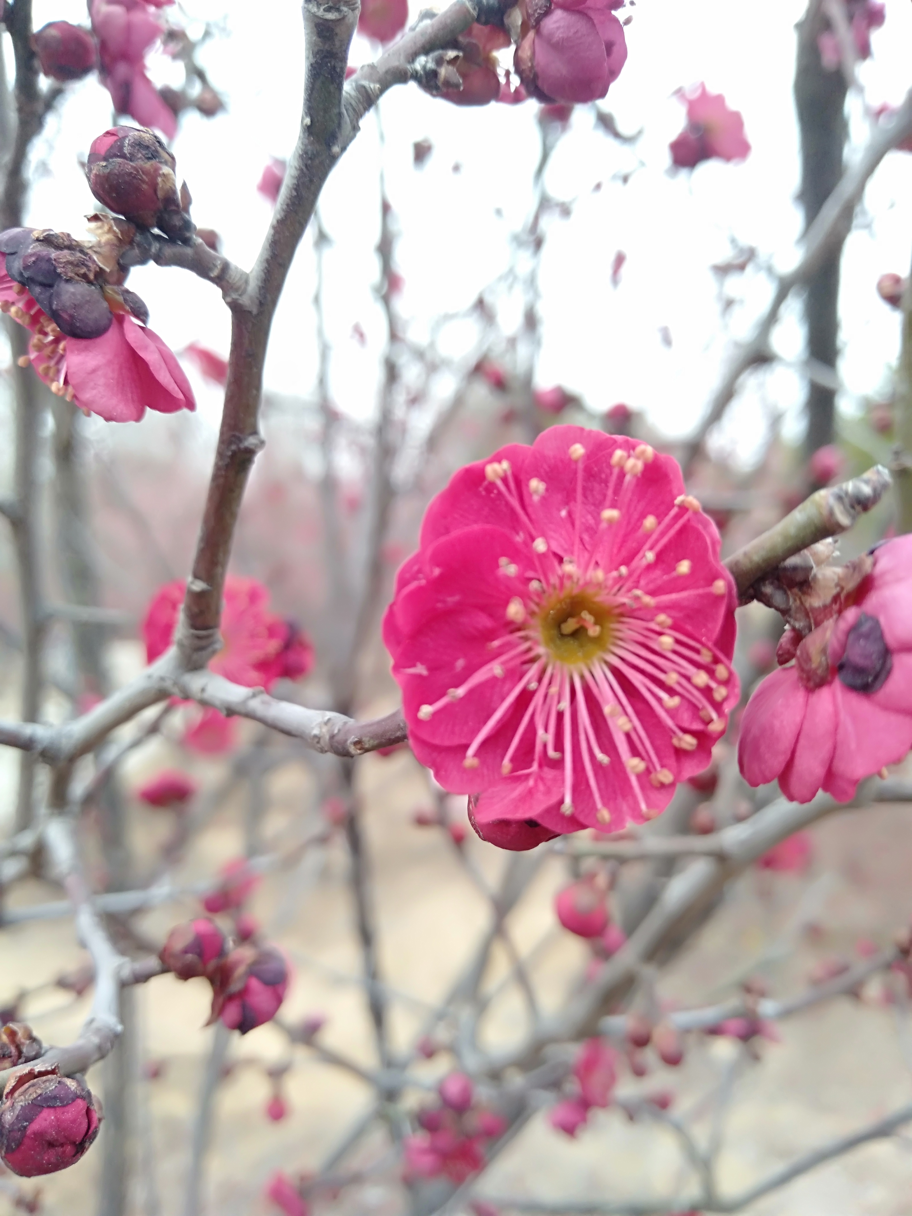 寒笑梅花树开花大图片图片