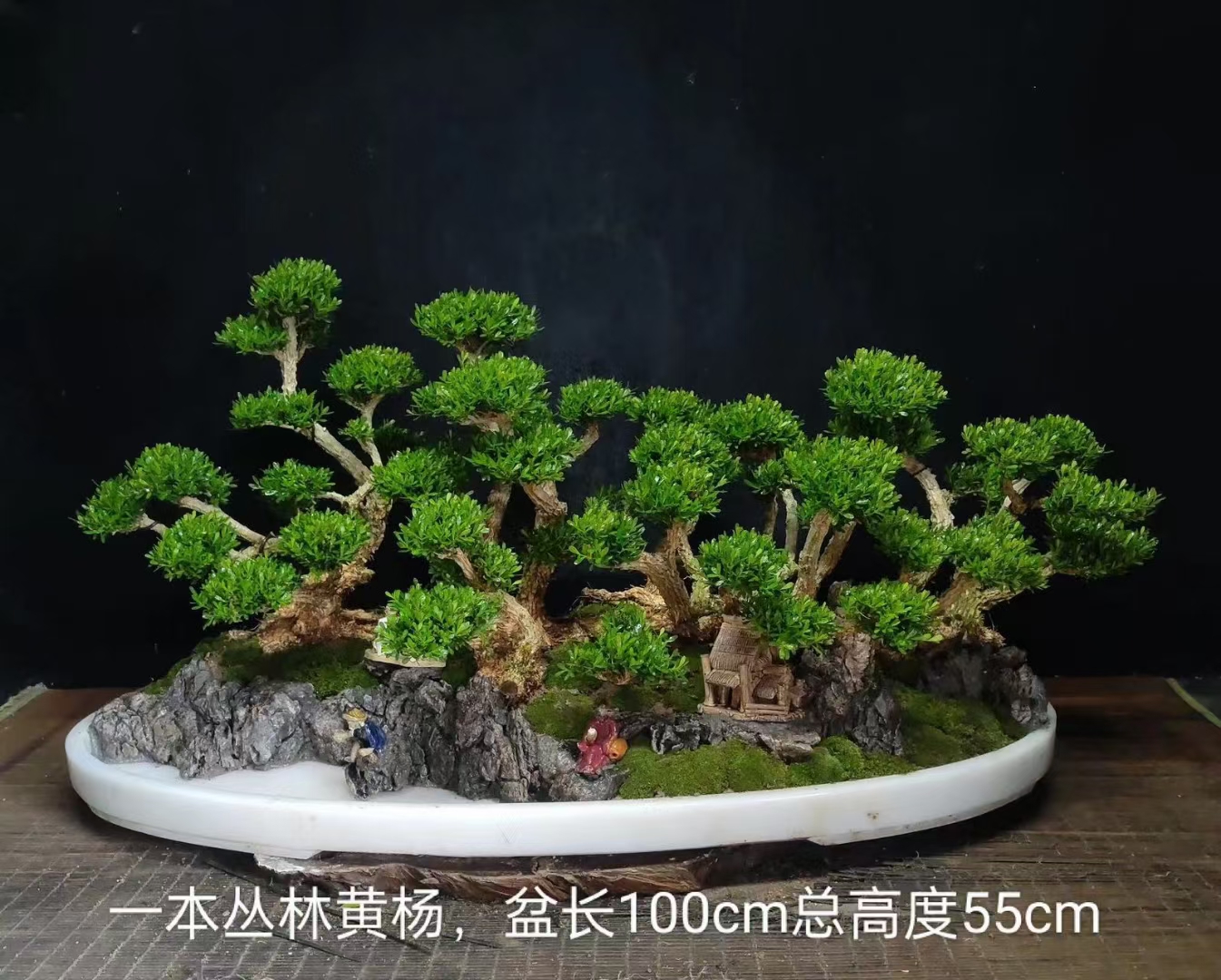 岭南山水景,一本丛林黄杨#植物# #盆景