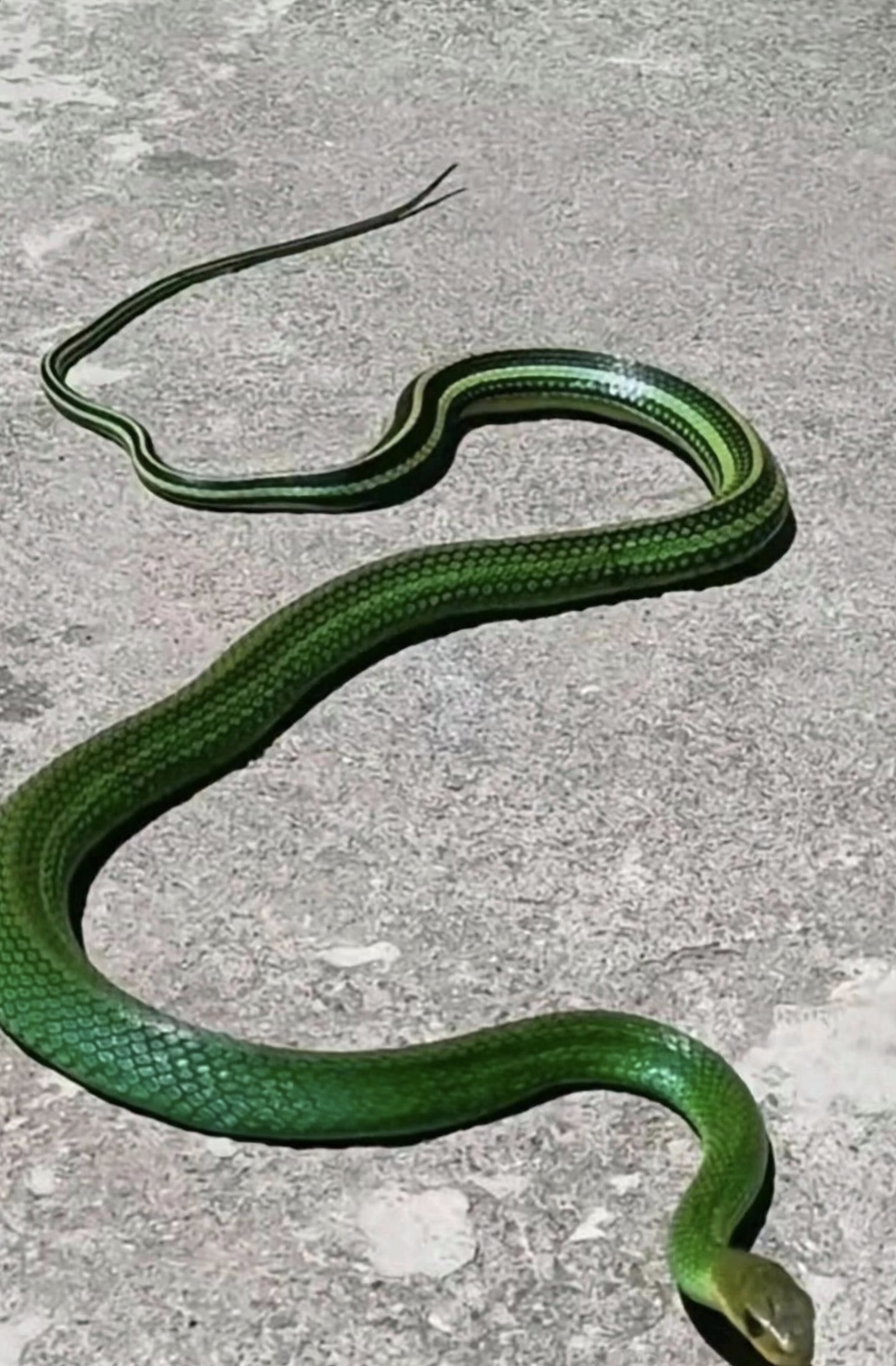 早上晨跑时在公园河边的马路上看到一条,还是第一次见这样的青蛇!