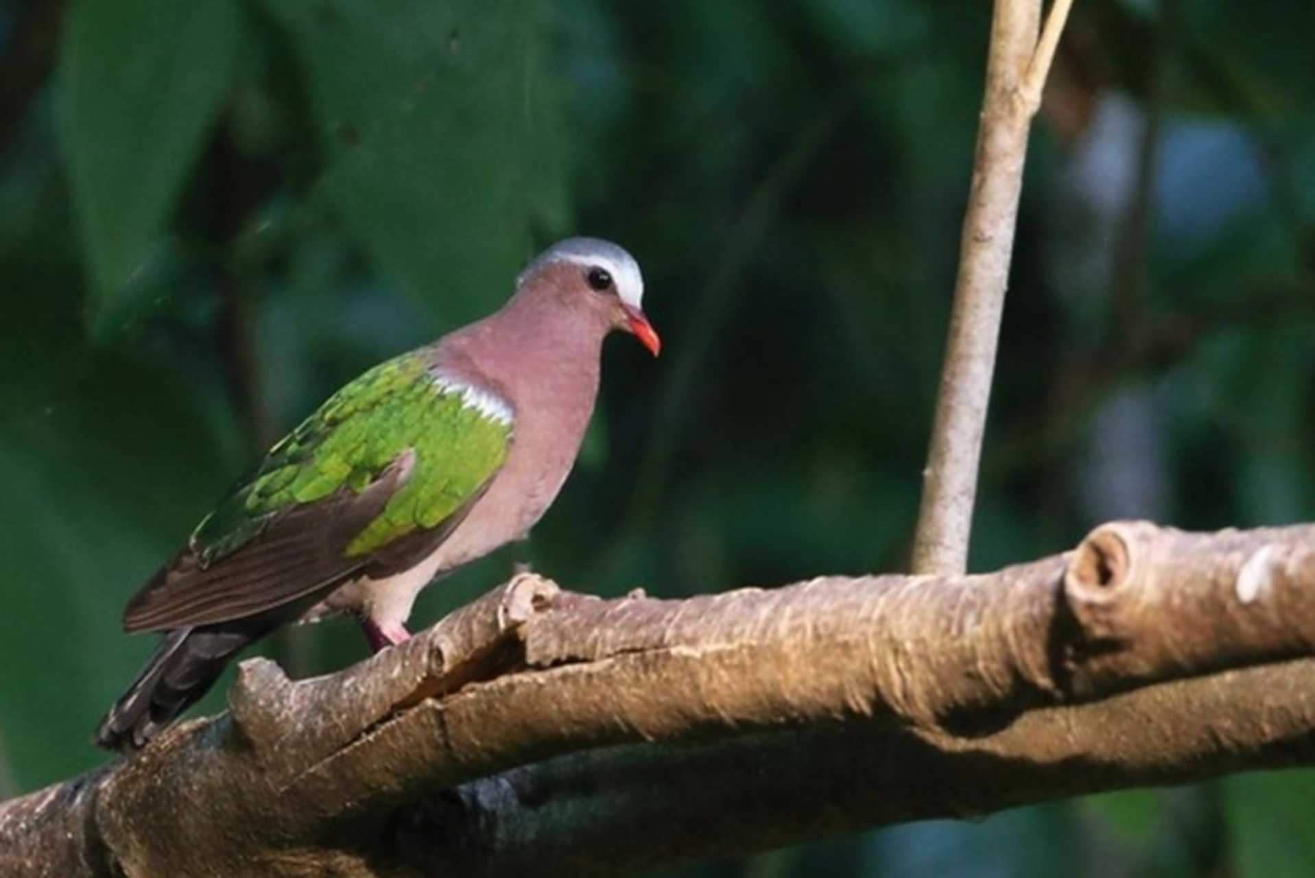 绿翅金鸠 作者/陈胜利