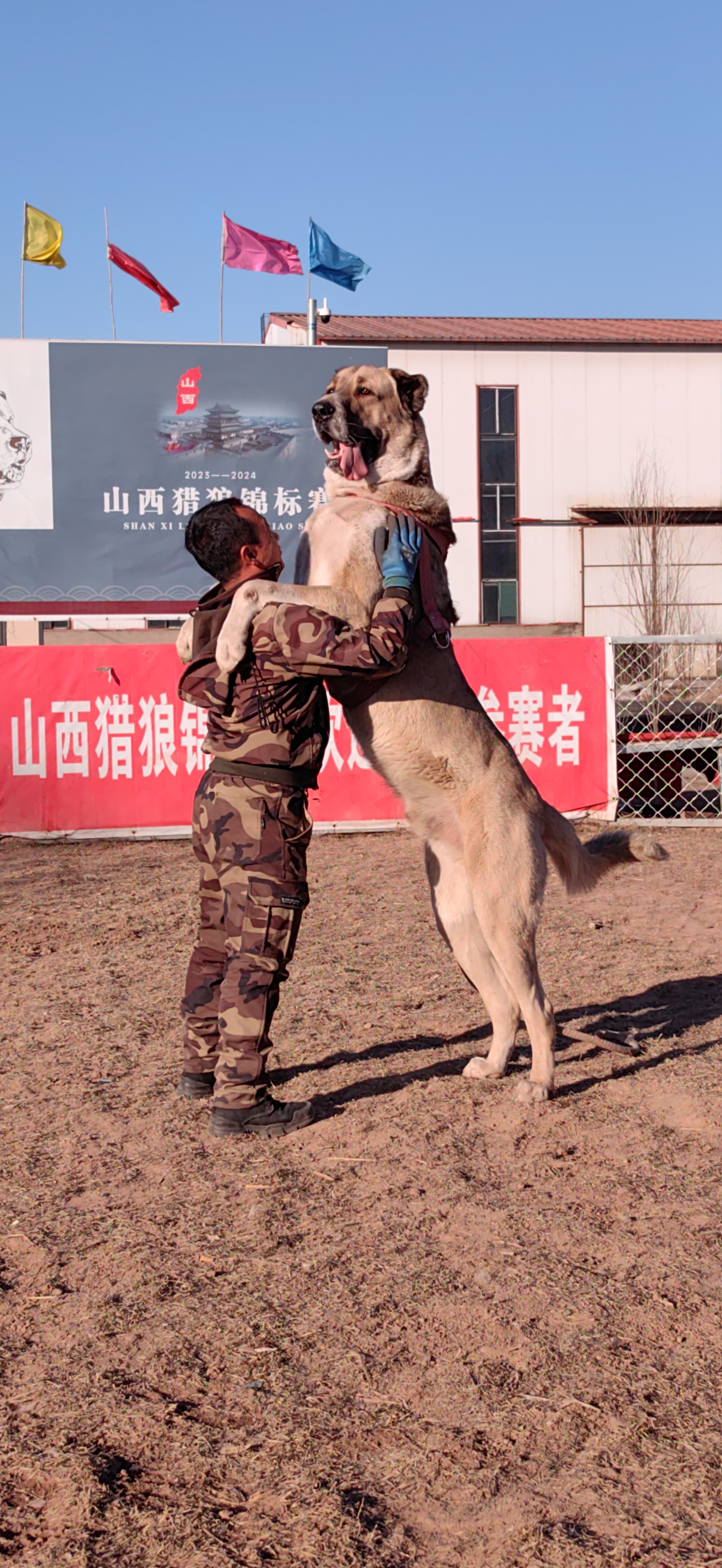 凶猛的中亚牧羊犬图片