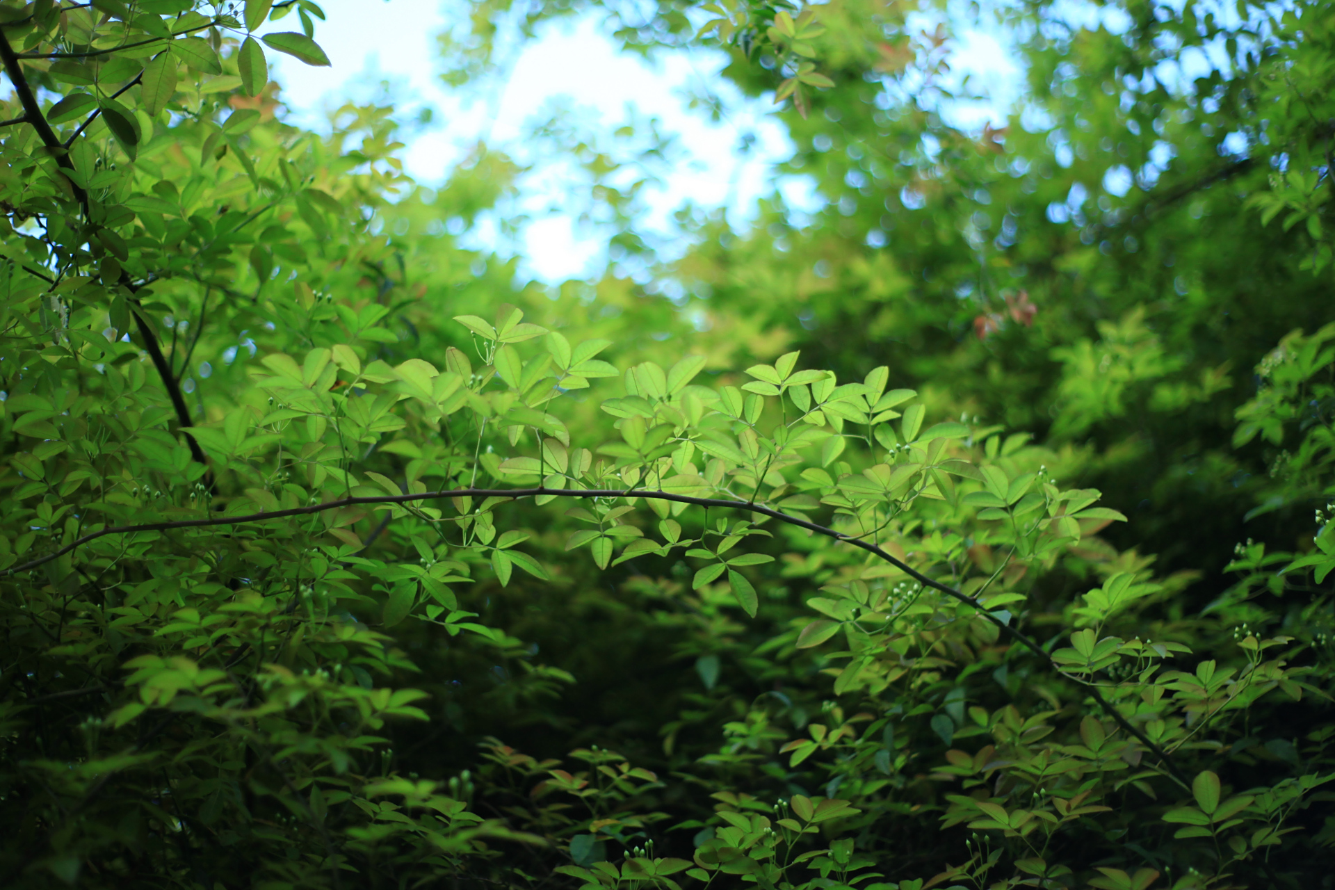 春日的一抹幽绿[悠闲]使人宁静 放松一下眼睛,看看电子绿色吧#旅行