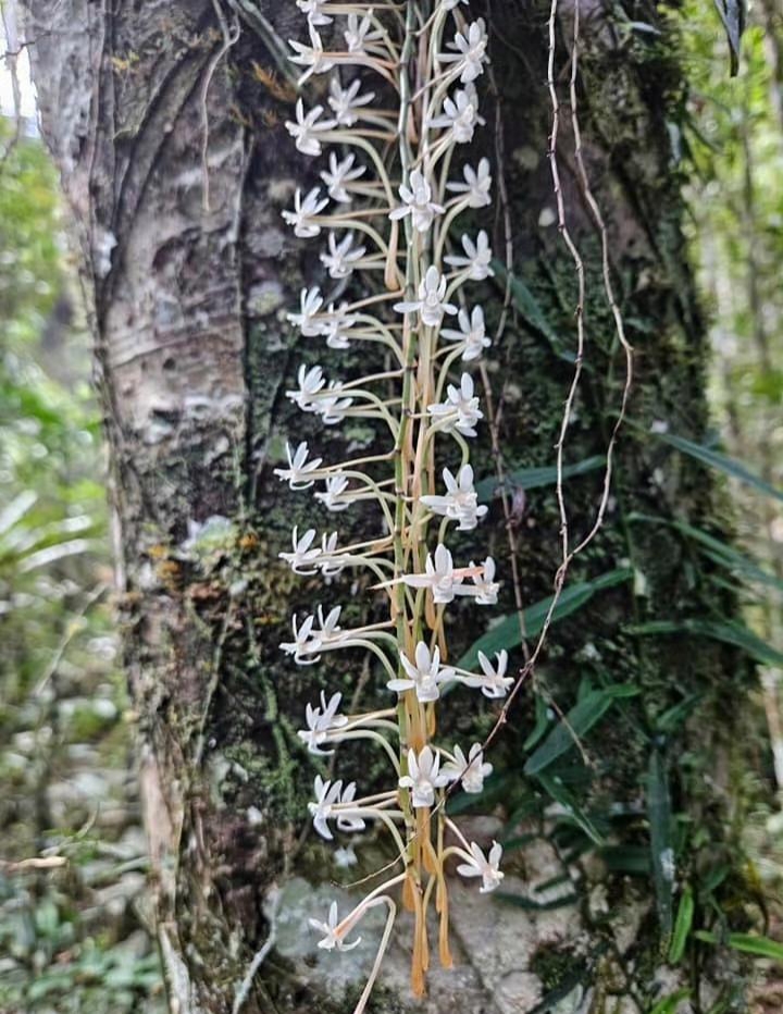 在这个森林的大树上看到了一枝兰花,好漂亮的,远看