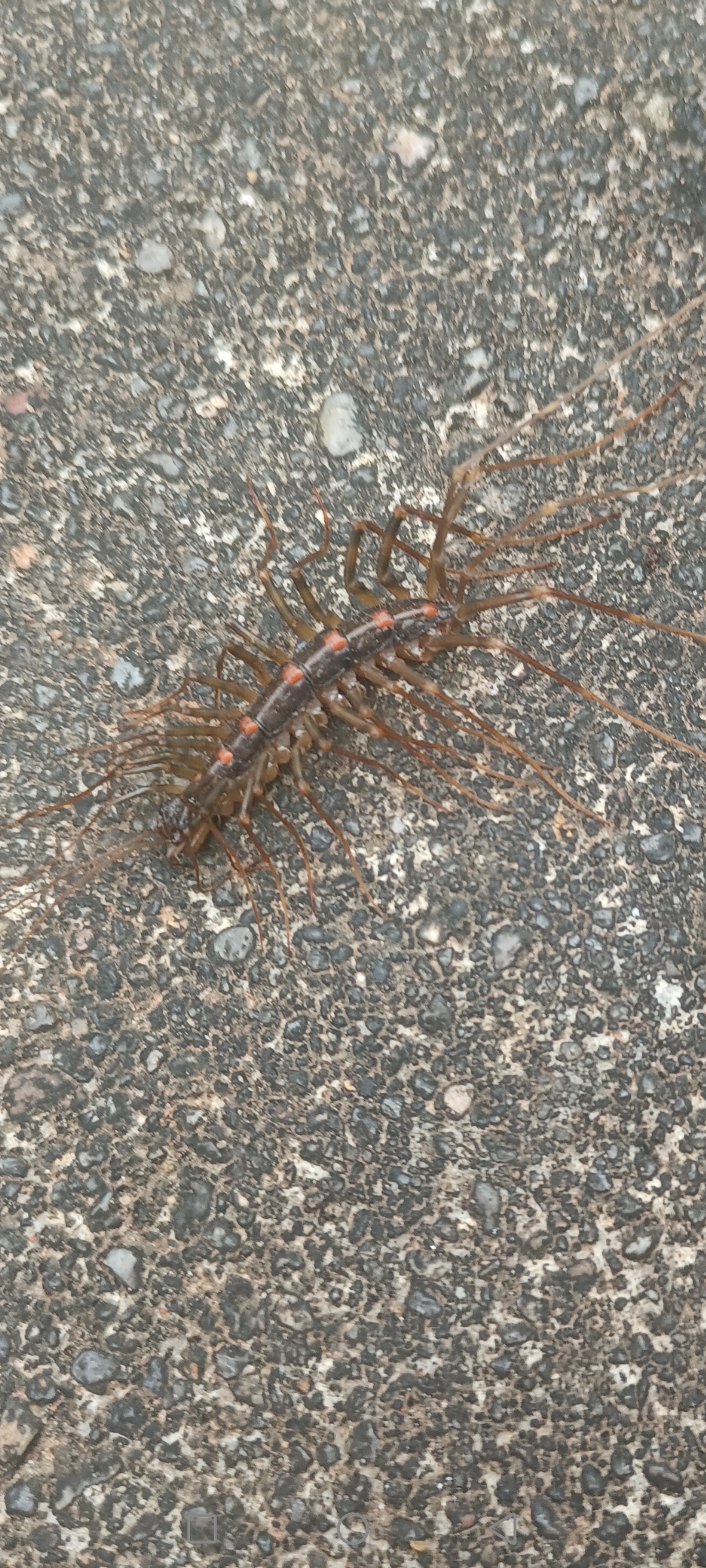 谁知道这是一只什么虫,又不像蜈蚣,真是让人吓一跳