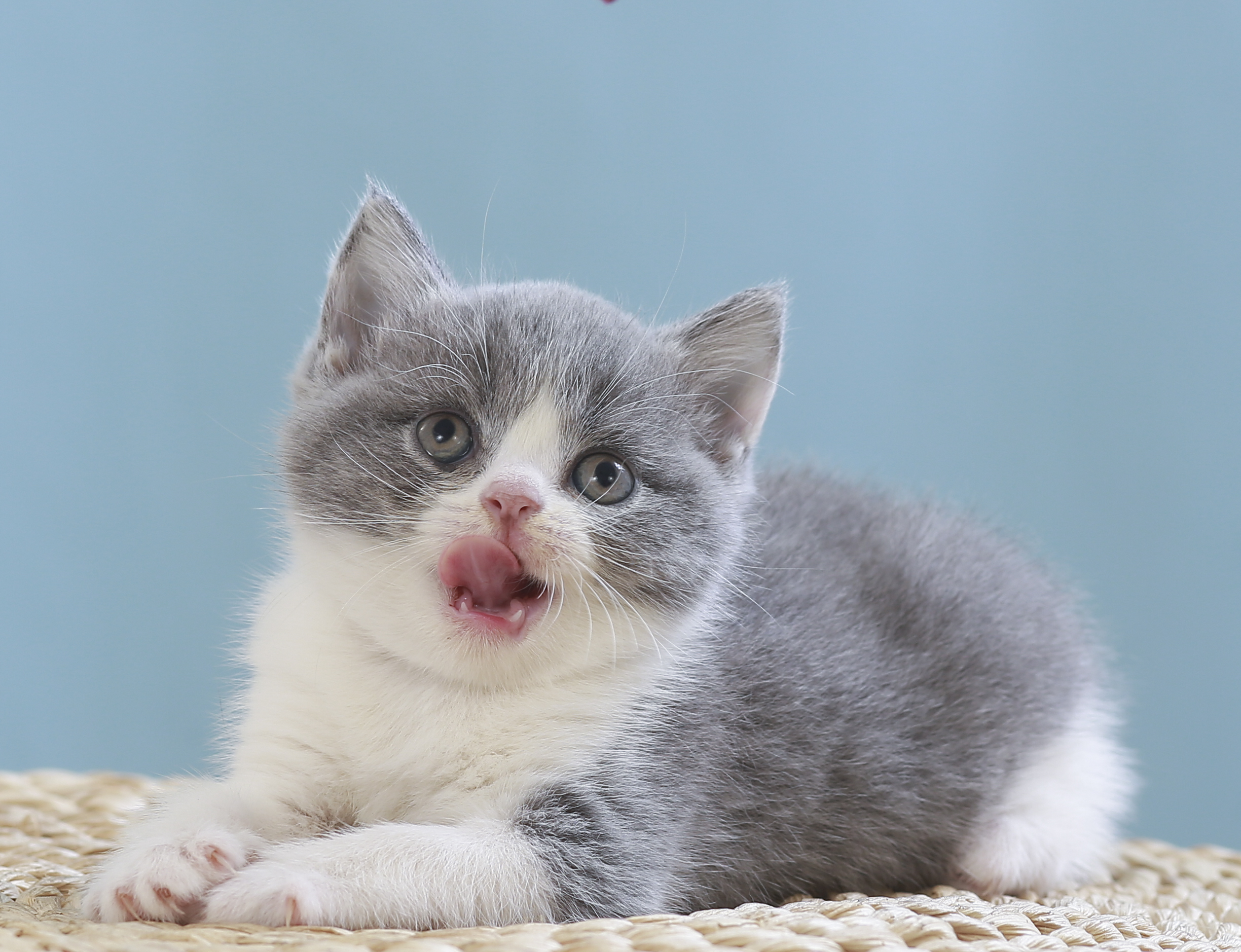 英短蓝白猫猫 自家生的  活泼可爱  找主任啦