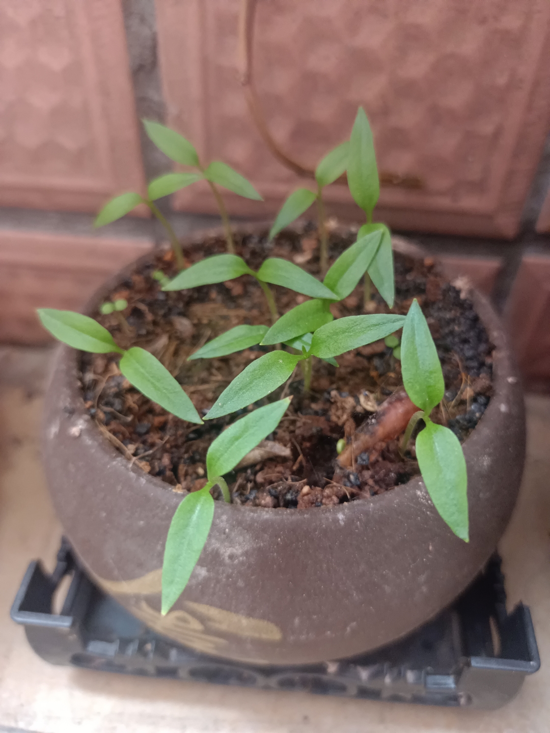 起来一看,第三朵花也开了,看着花开,有瞬间愉悦感