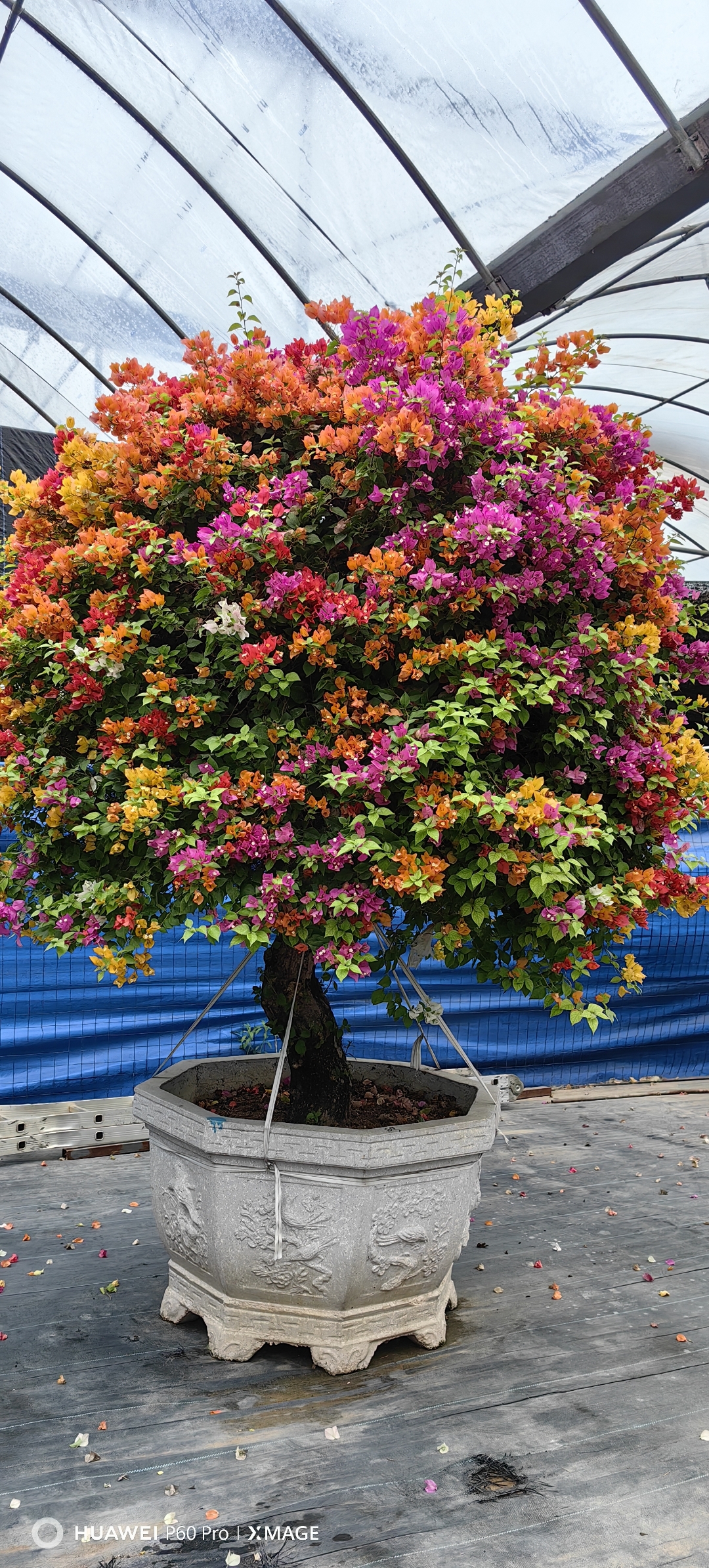 三角梅,也被称为九重葛,勒杜鹃,三角花或叶子花,是紫茉莉科叶子花属的