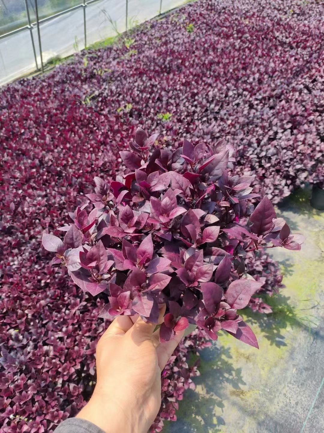 红莲子草作为一种观赏植物,其观赏价值主要体现在以下几个方面:  独特