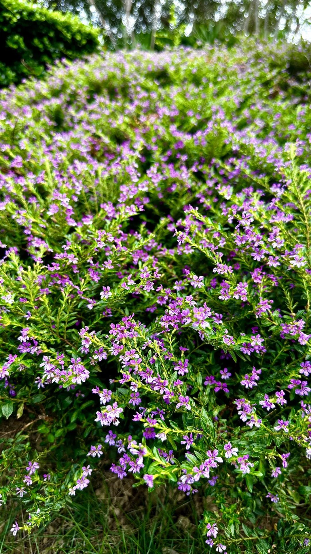 萼距花,又称紫花满天星,孔雀兰,是千屈菜科萼距花属的小灌木或亚灌木