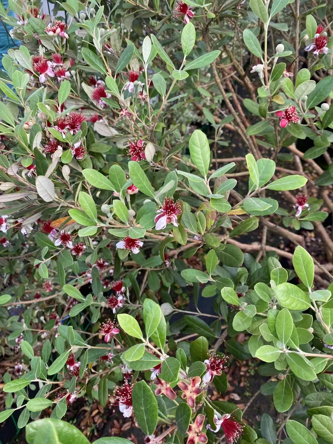 营养价值 富含维生素c与叶酸:菲油果是一种营养丰富的水果,它含有