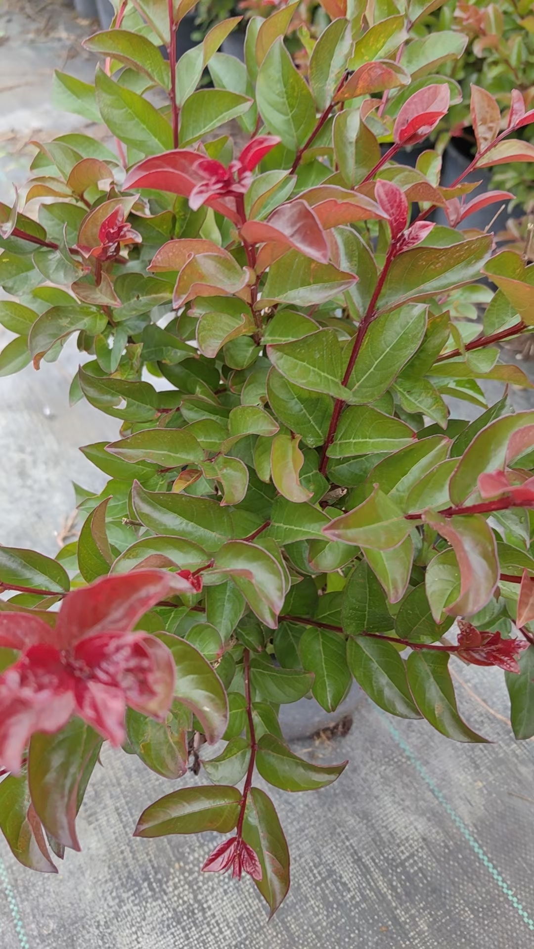 百丽矮紫薇,也被称为"美国丰花矮紫薇",是紫薇属植物紫薇的一个栽培