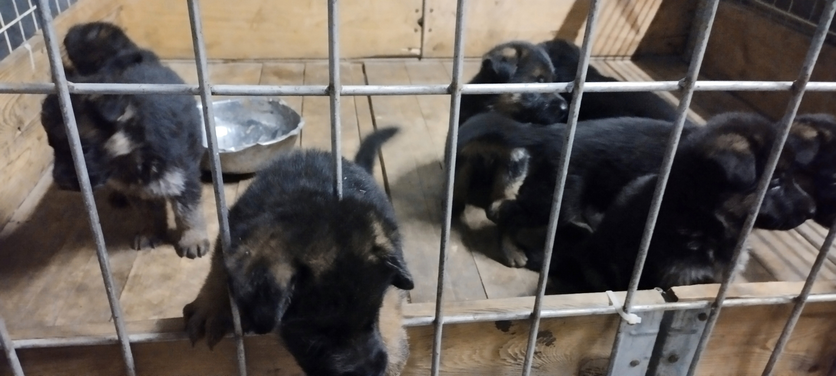 精品小德牧辛巴血系,三十三天,接受预订.