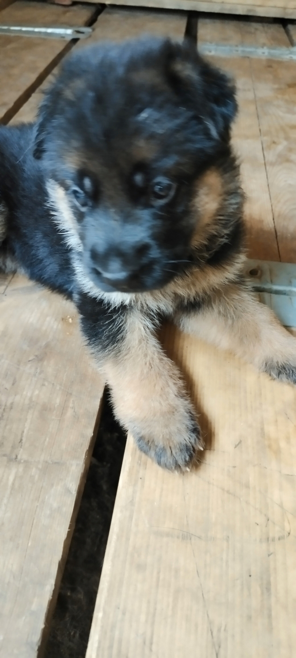 个人养的小德牧一窝出售