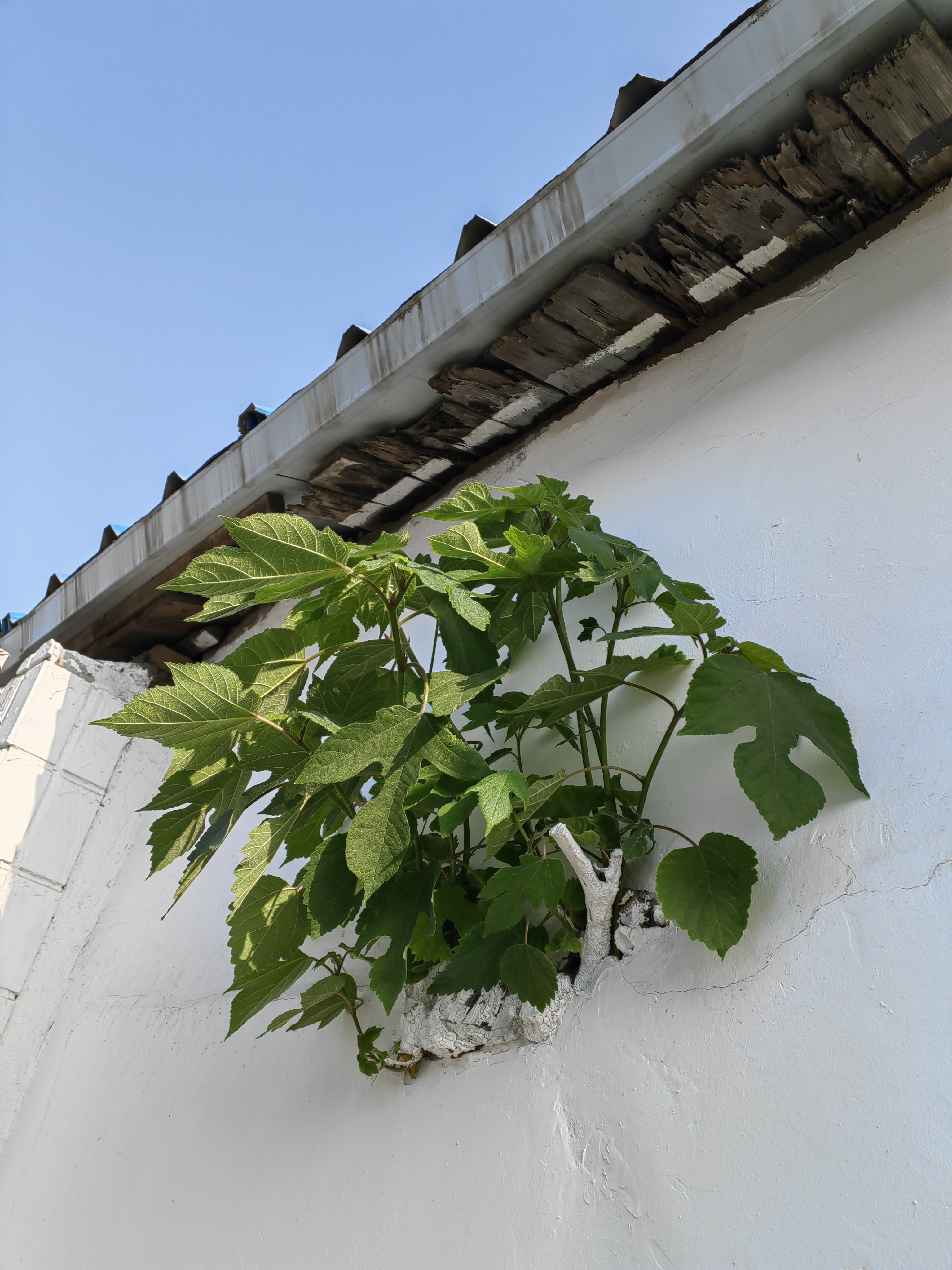 我想到的是夹缝求生,迎接朝阳雨露.问了朋友,他说的是一枝红杏出墙来.