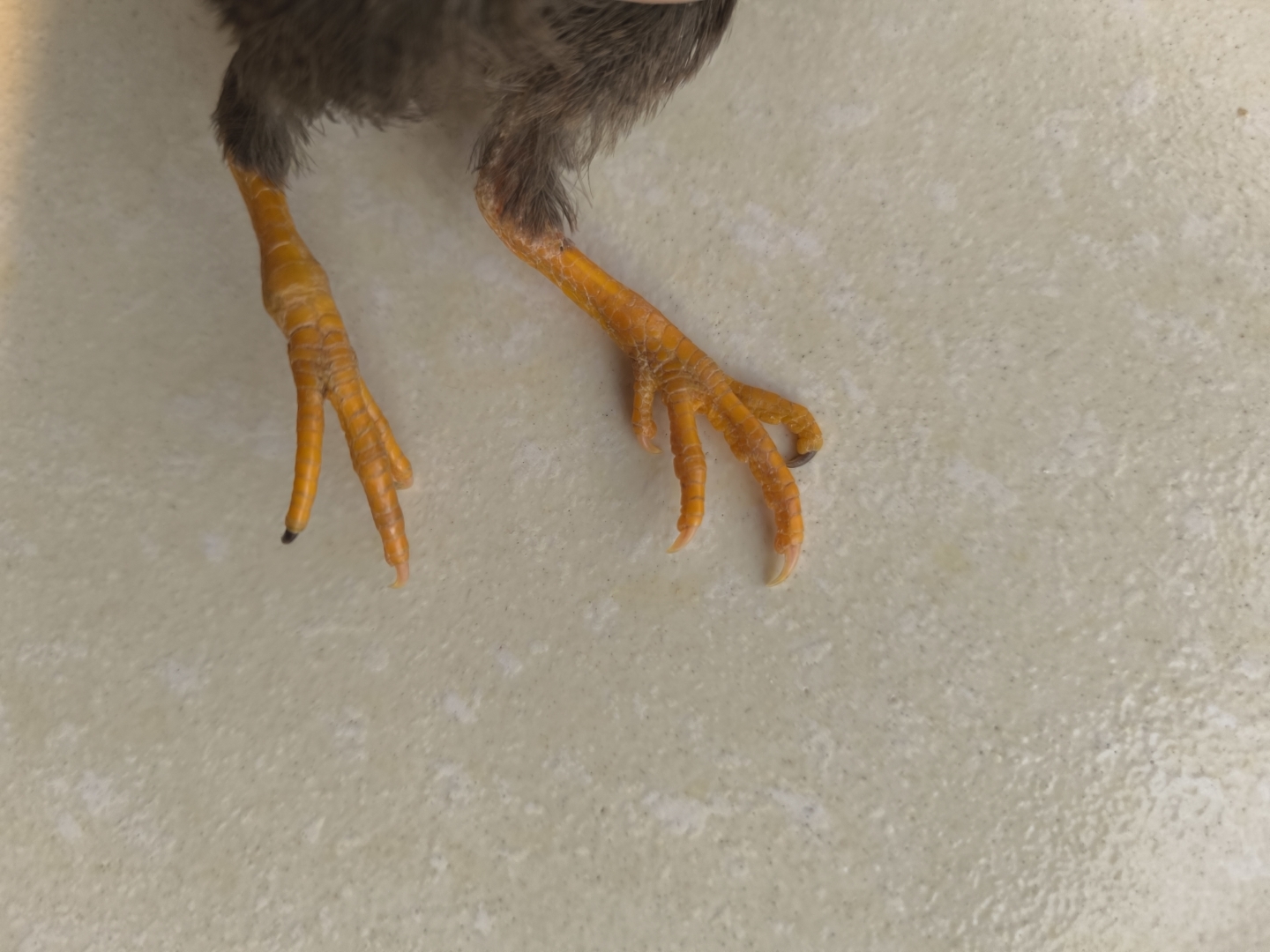 买的芦丁鸡鸡脚有一个脚指甲是黑色的,问一下养芦丁鸡的朋友这个正常