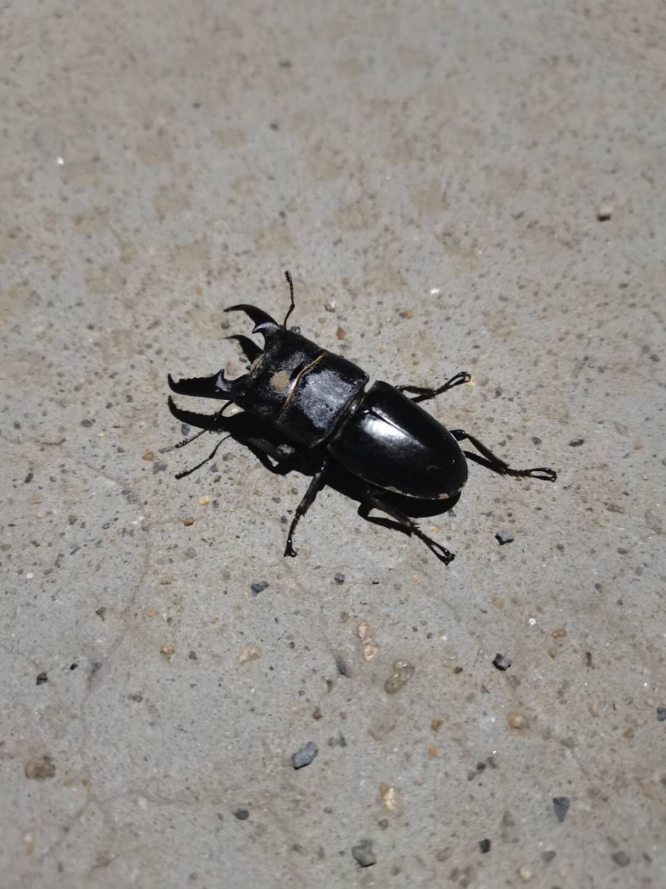 一个黑色甲虫!有两个角,六条腿,想要具体名称