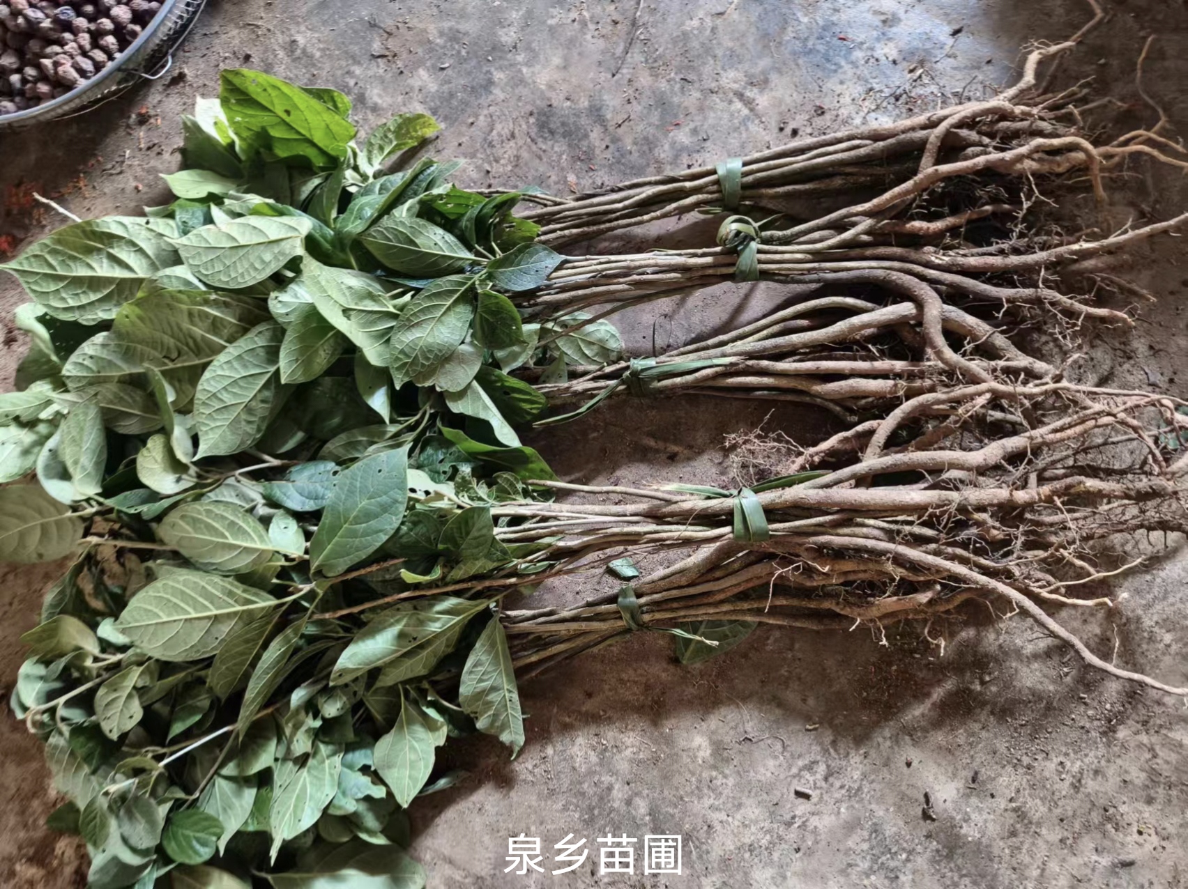 正品青脆枝,假柴榕, 马比木,臭树,追风伞,苗子大量有货