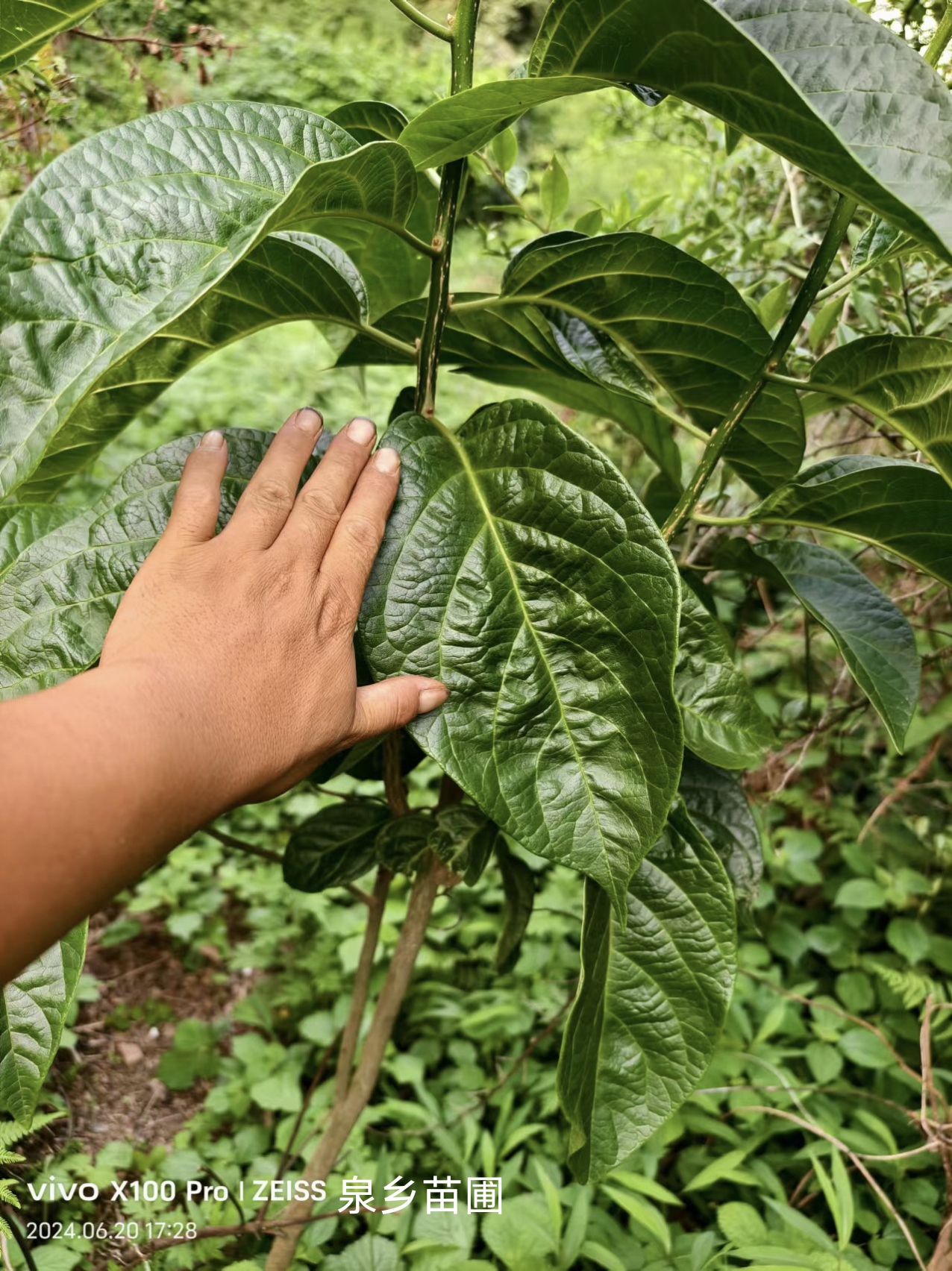 正品青脆枝,假柴榕, 马比木,臭树,追风伞,苗子大量有货