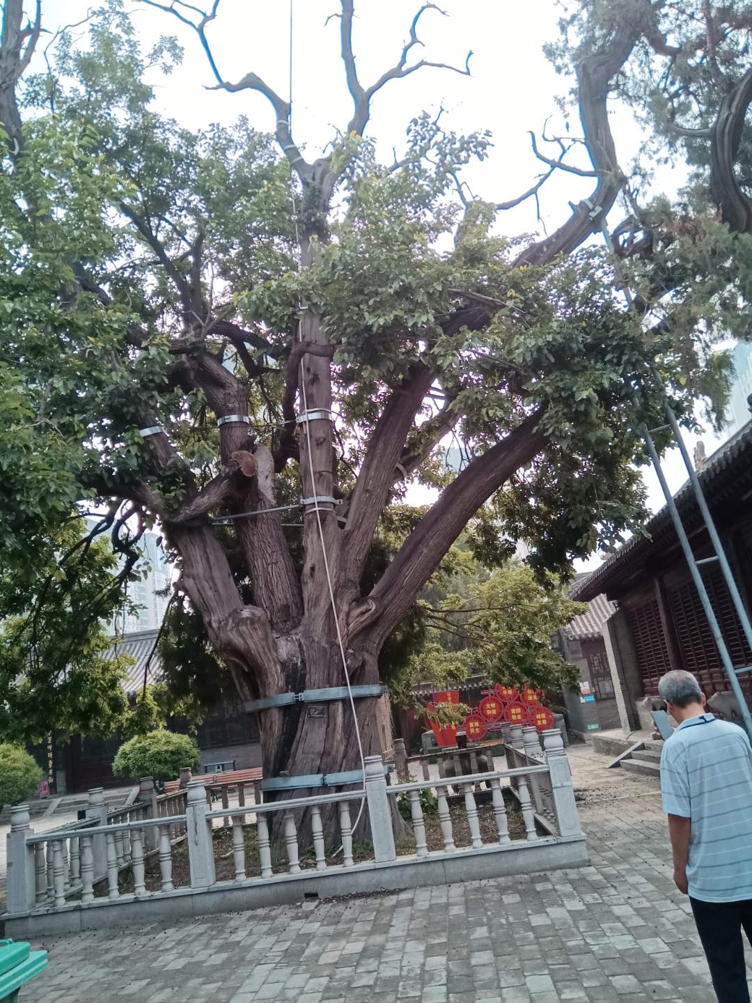 平山县博物馆内桑柏树,约有千年树龄