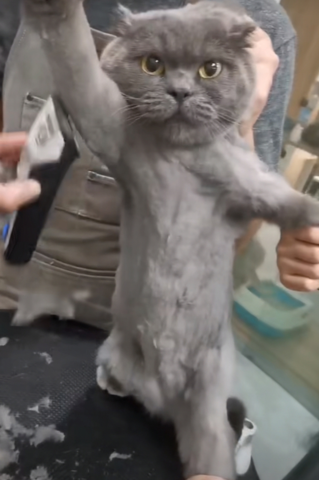 今日热点你咋看##剃个毛嘛,干嘛一副大义凛然,慷慨就义的表情.