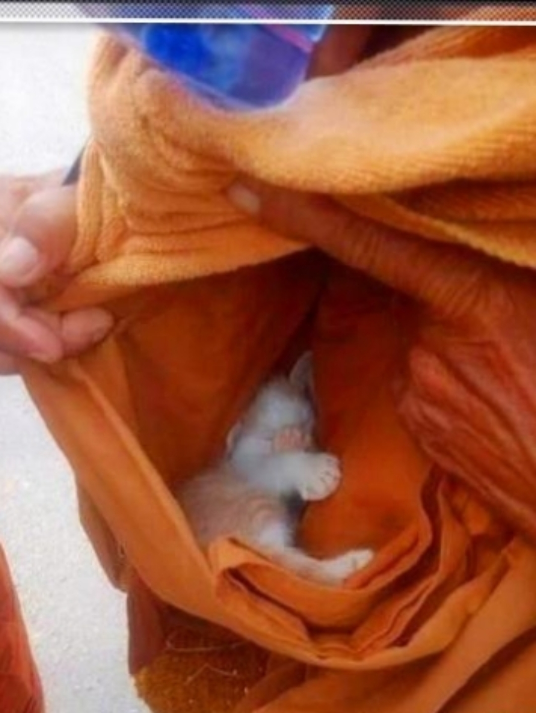 这才是真正的出家人,从他小心翼翼的动作就能看出来,他的心中充满慈悲