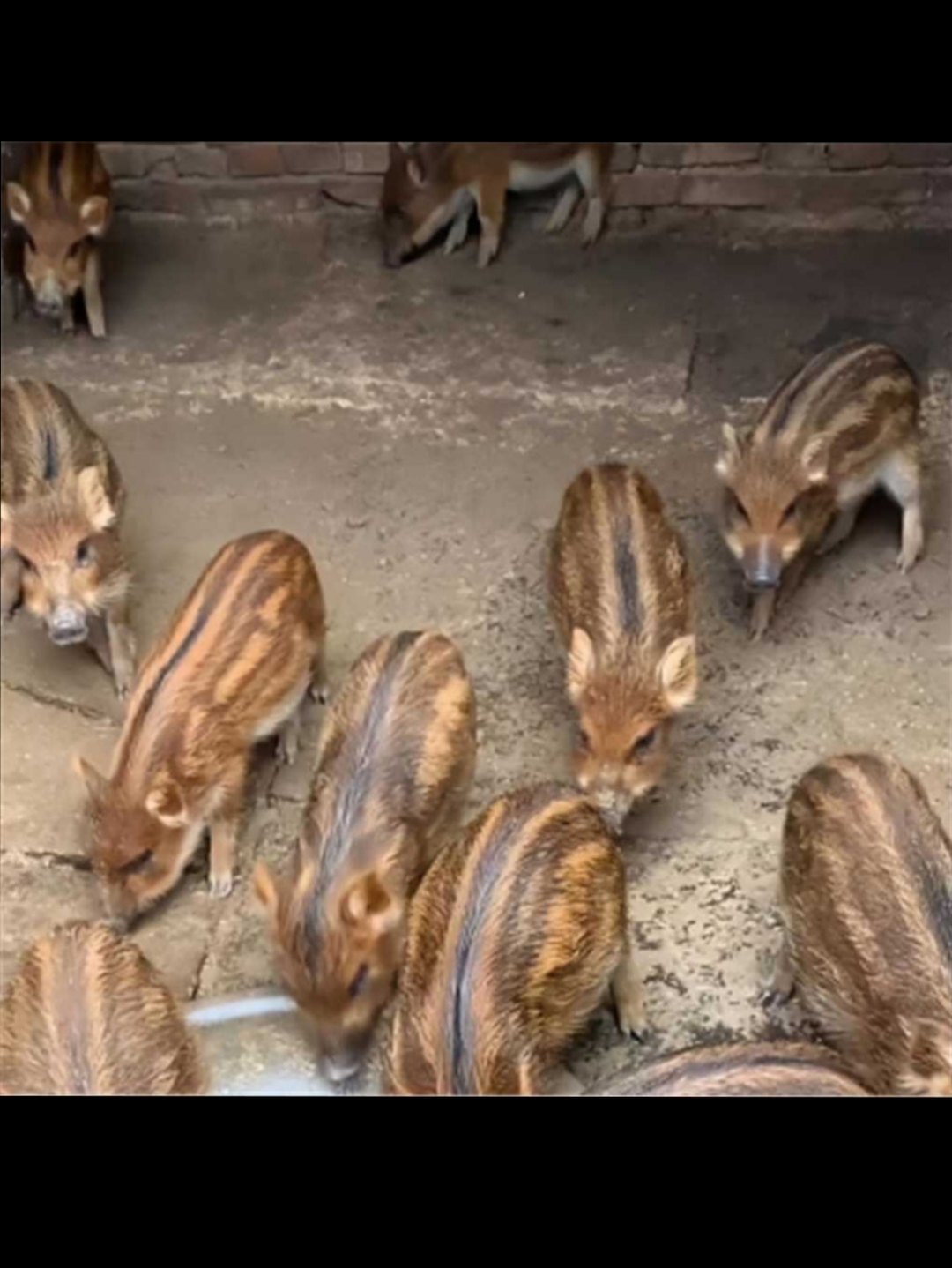 这是什么品种的猪,从来没有见过,这毛色还挺漂亮的,不会是野猪吧?