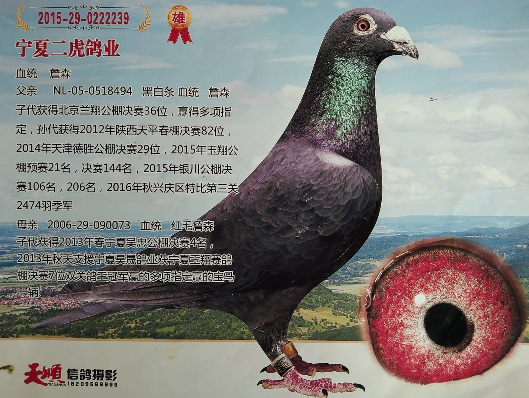 二虎鸽业红毛詹森