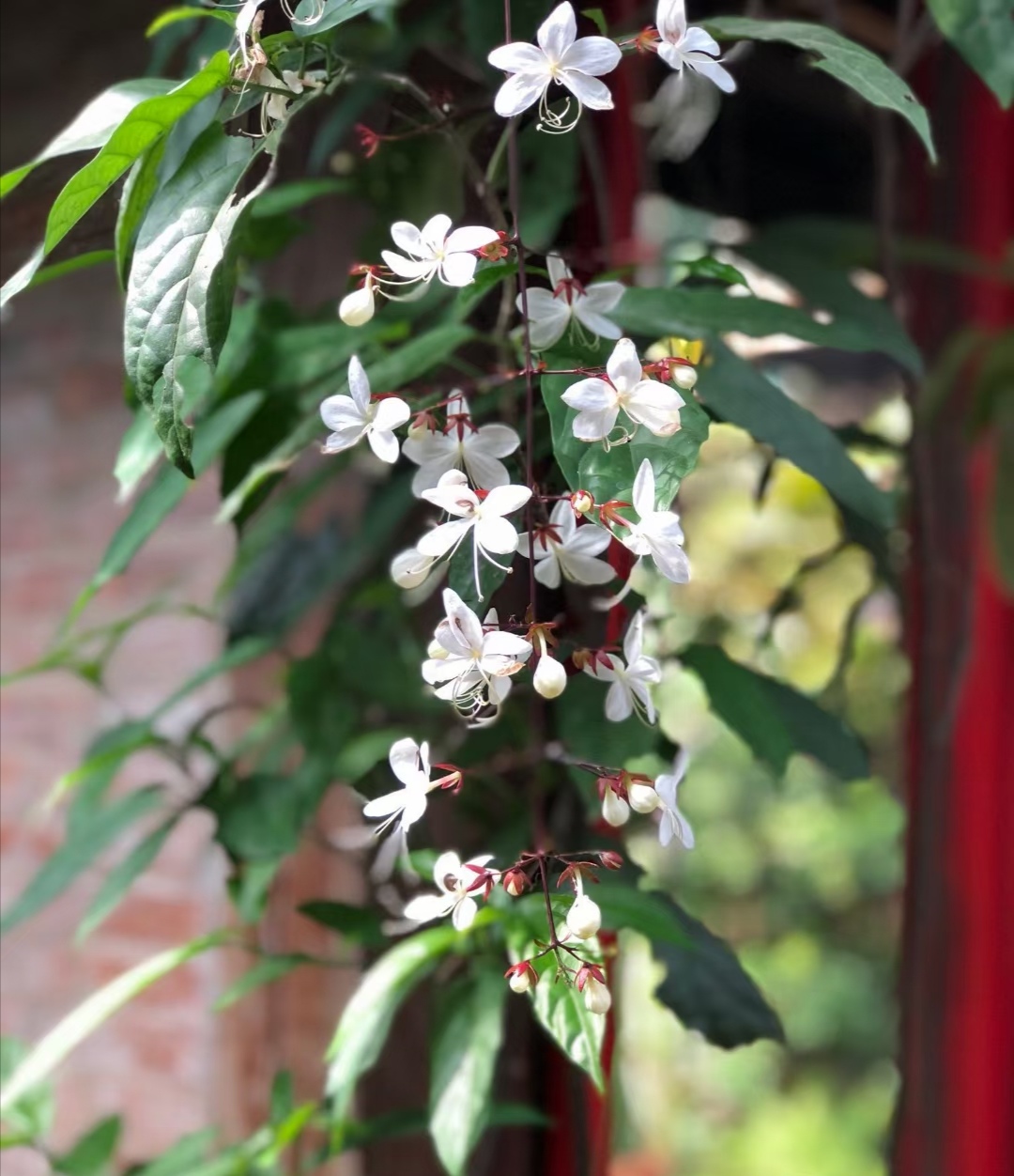 垂丝茉莉生长期图片