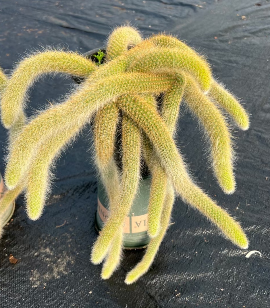 这种仙人掌类的多肉植物,近几年在花市比较火爆,但基本上都是那种小型
