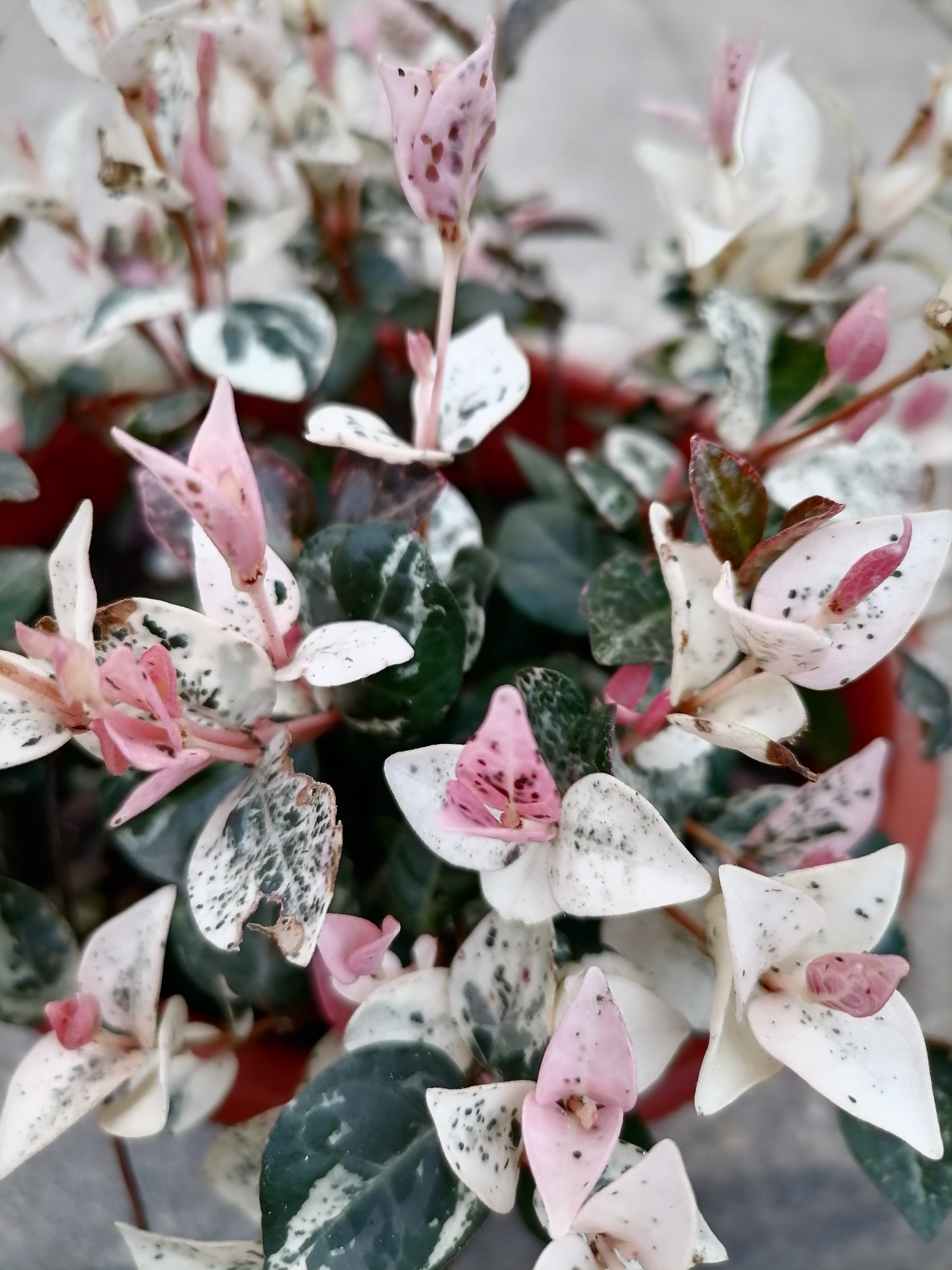 动态连更挑战# 花叶络石,是一款常见的四季常绿的观叶类植物.