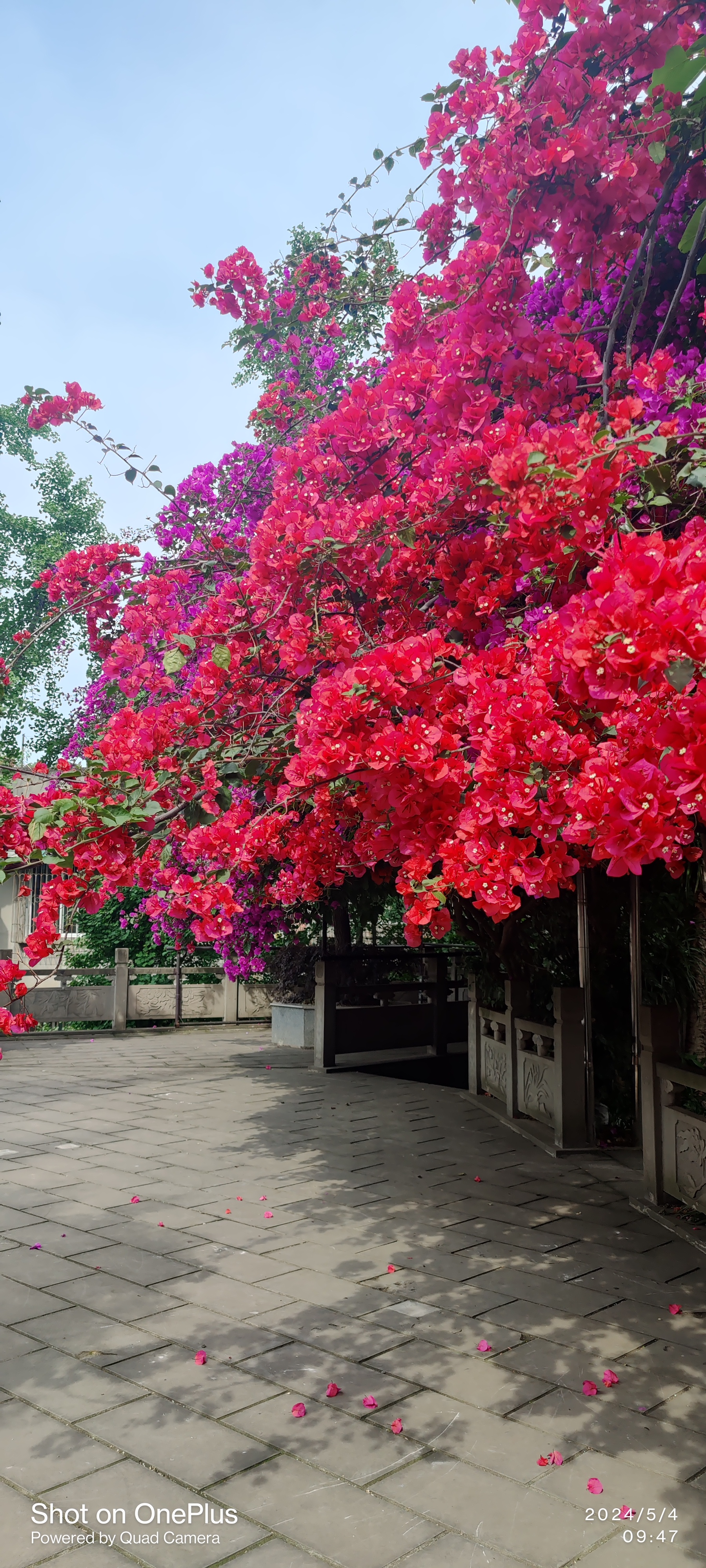 重庆四季好风光#《山城四季》  重庆,这座山水之城,四季风光敢祆