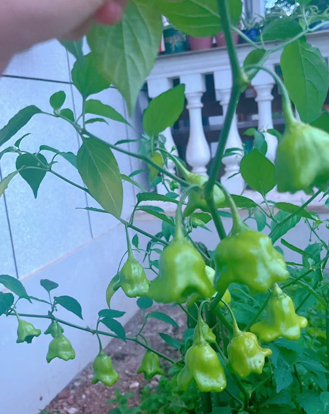 这是什么东西?能吃吗?有知道的吗?在线等回复呢!