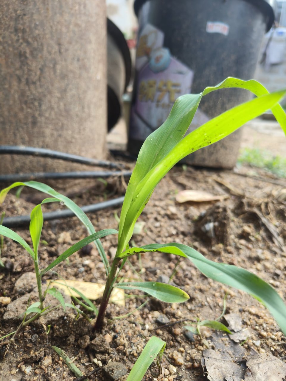 a.草    b.玉米苗  c.小麦苗  d.辣椒苗